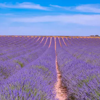 Het hart van de Provence