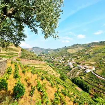 De mooiste wijnstreken van Portugal