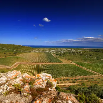 Wijnreis door Occitanië en Catalonië 