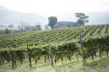 26 wijngaarden vigne di fagnano