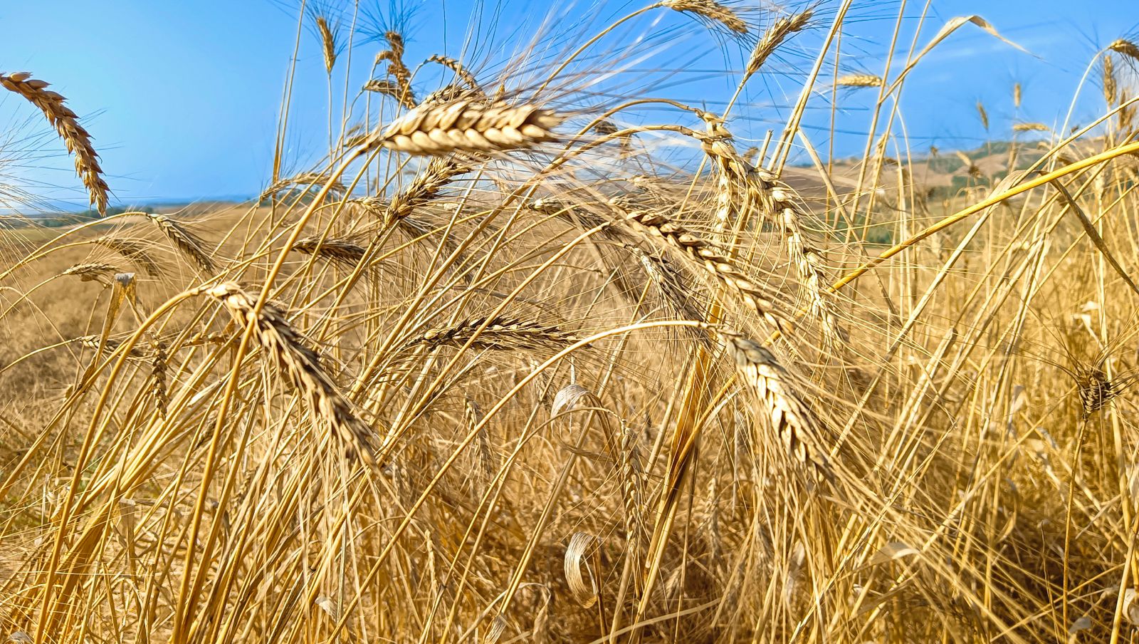 campi di grano