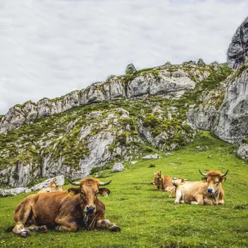 Grandioos groen Spanje