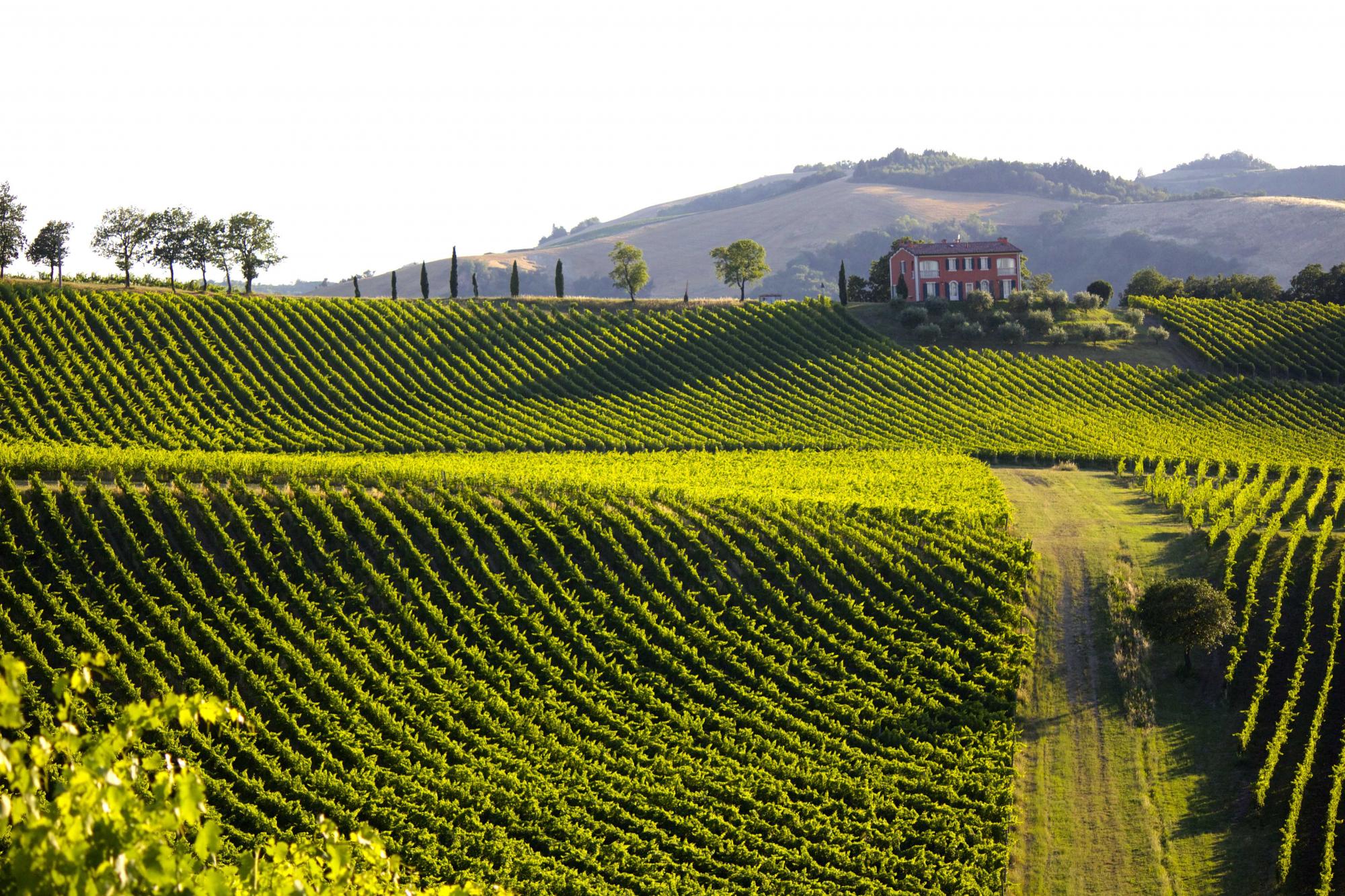 In vino veritas, wijnreis in Italië