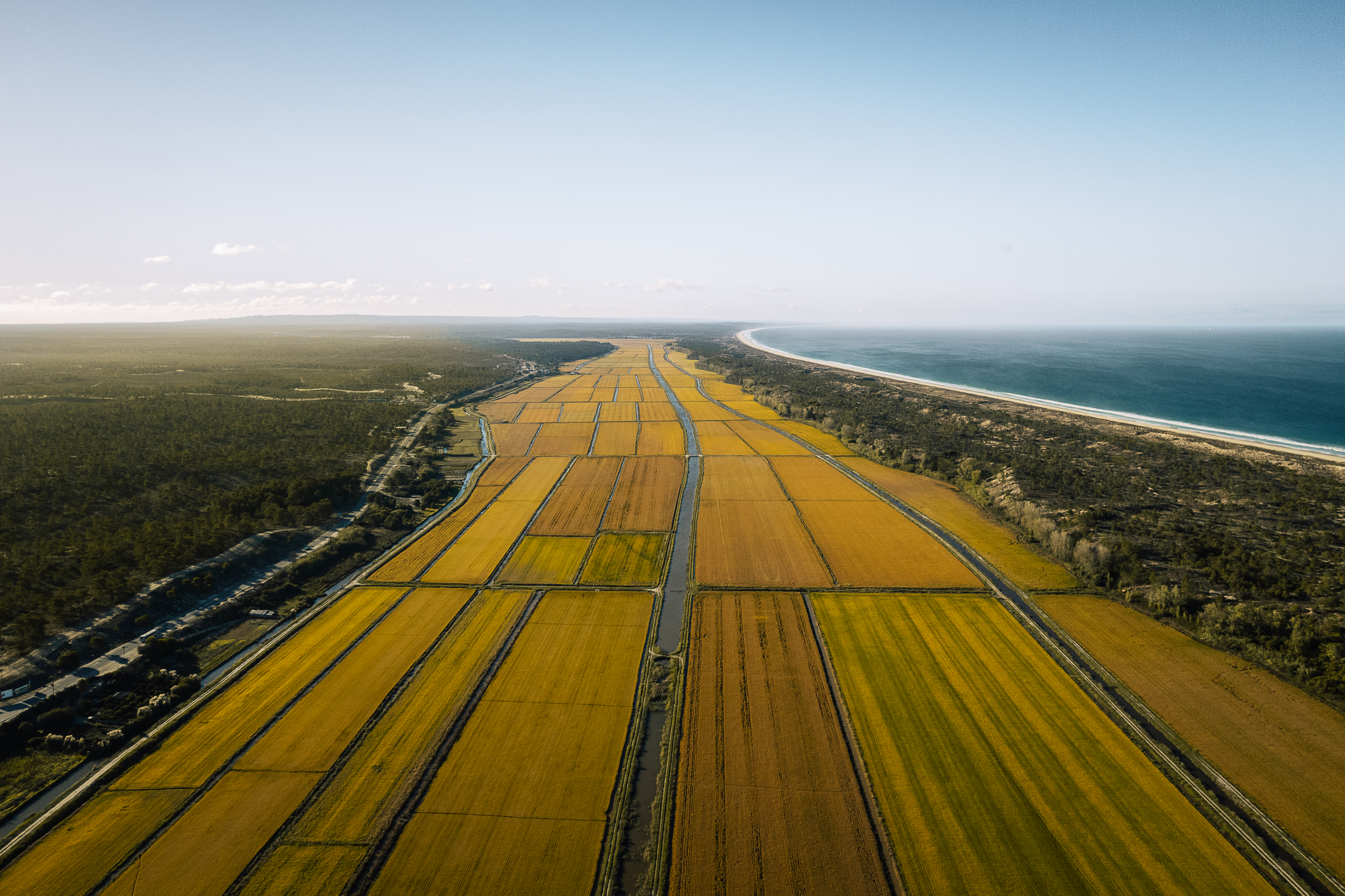 1 rice fields