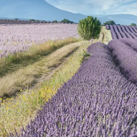 lavendelveld frankrijk
