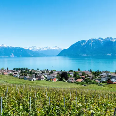 wijnvelden lavaux zwitserland