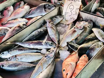 vis op markt in malta