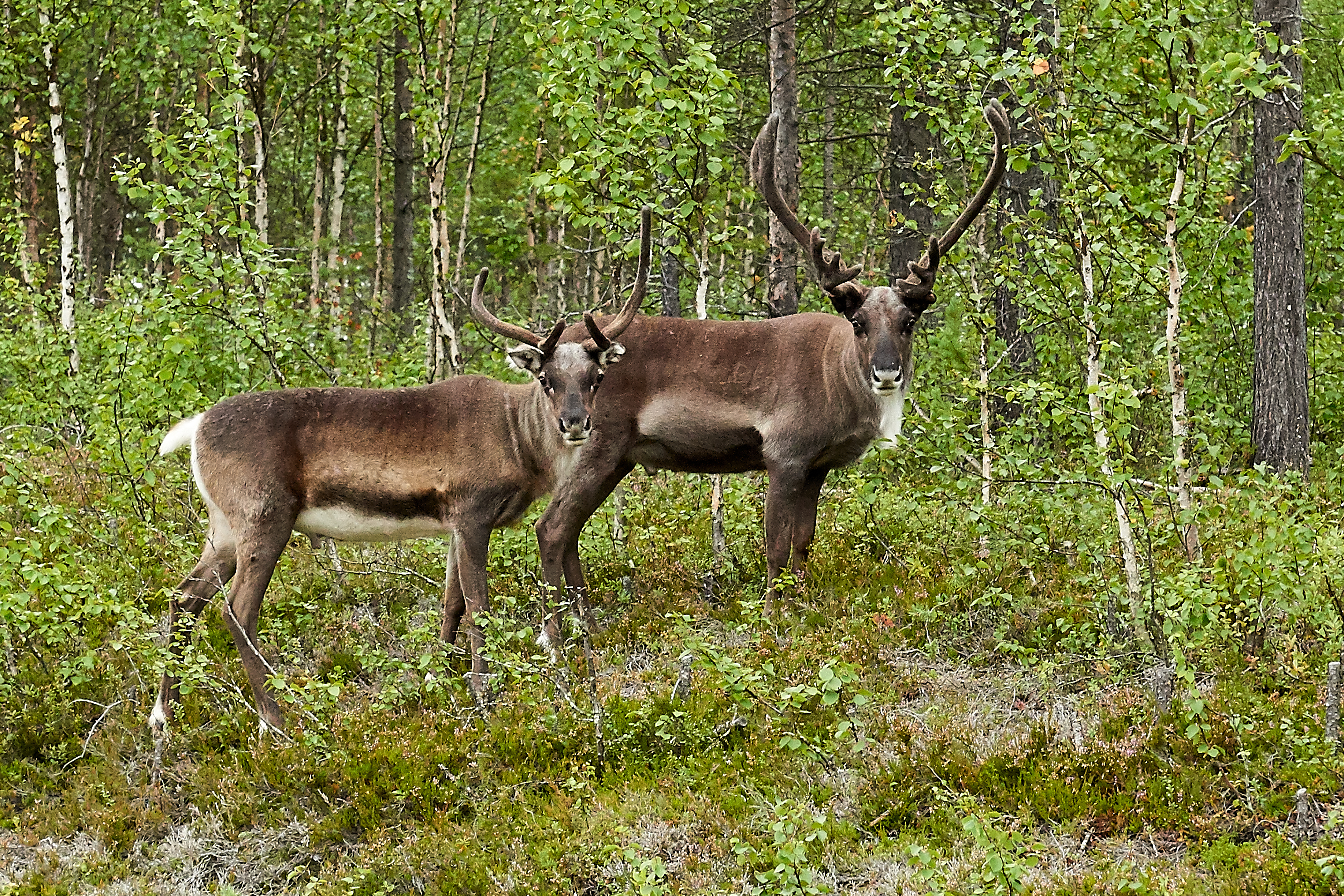 7 zomers zweeds lapland