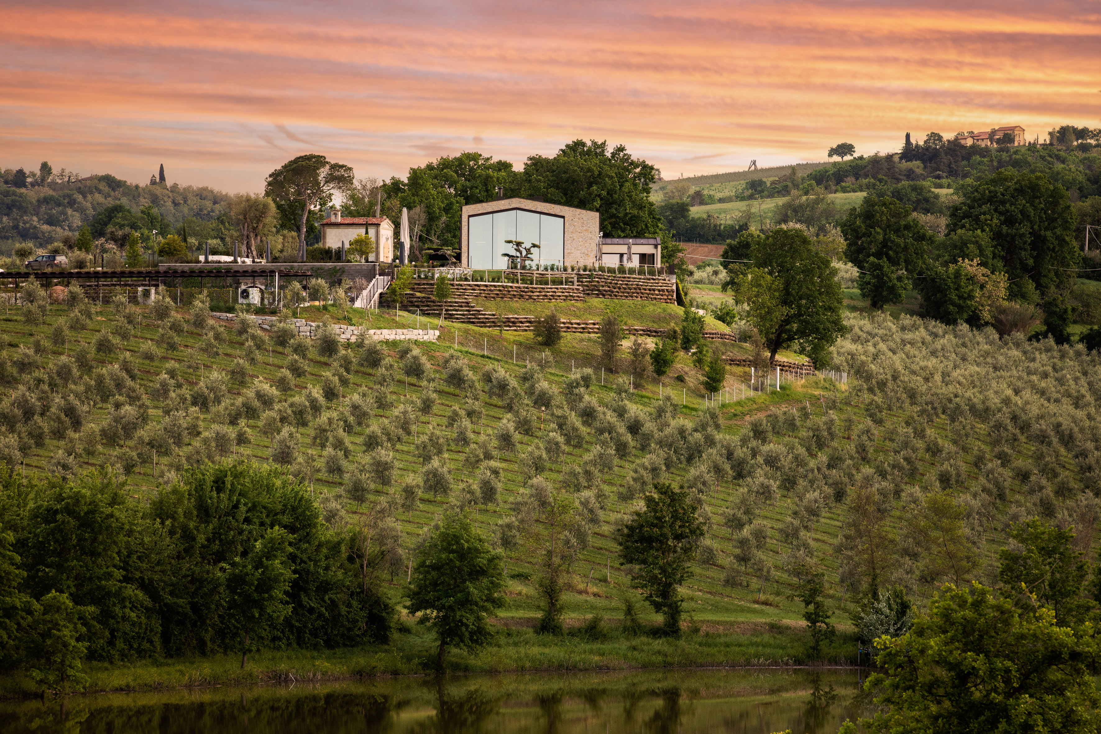 2 oliveto sul lago paesaggio