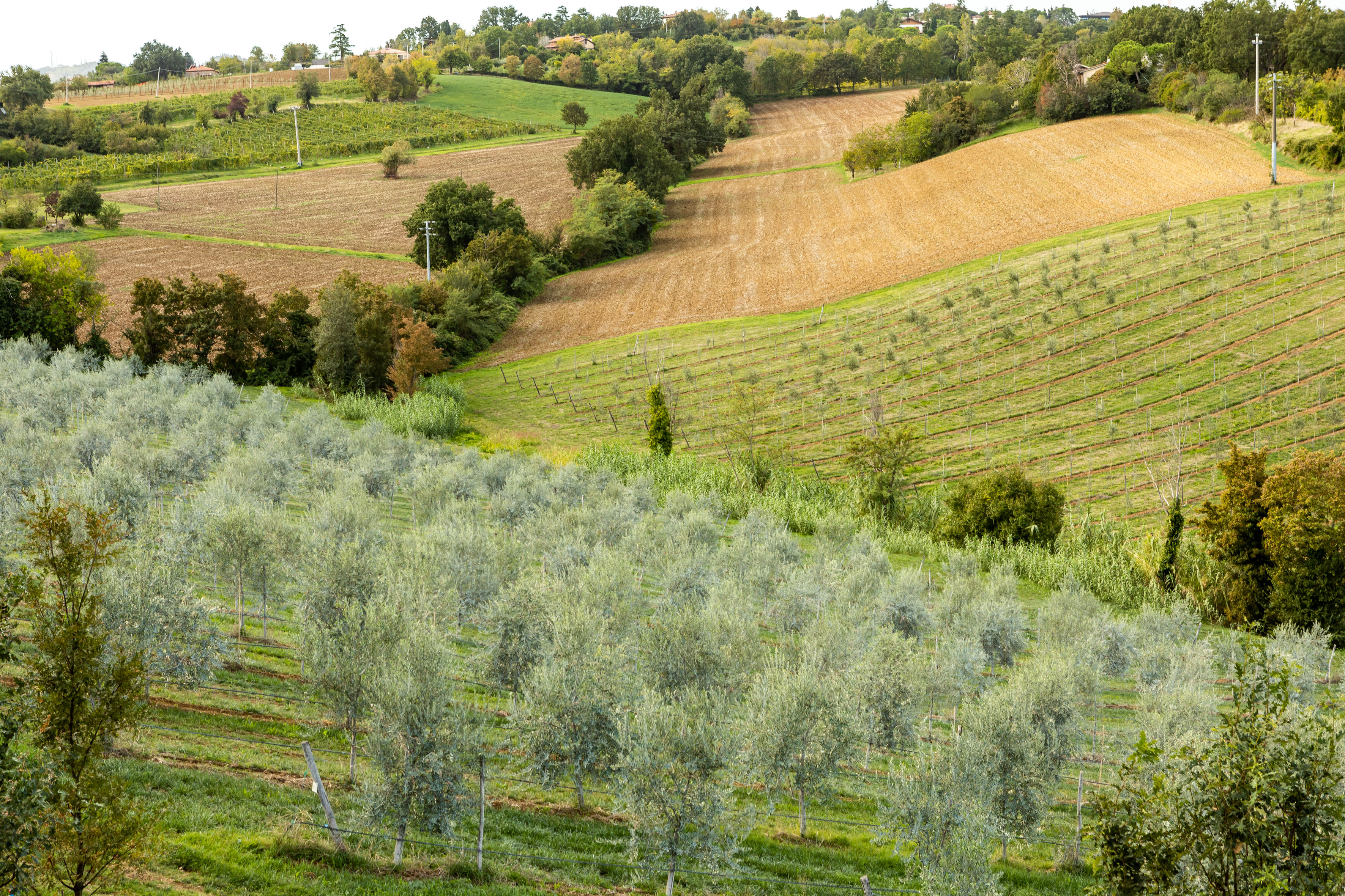 23 oliveto sul lago uliveto