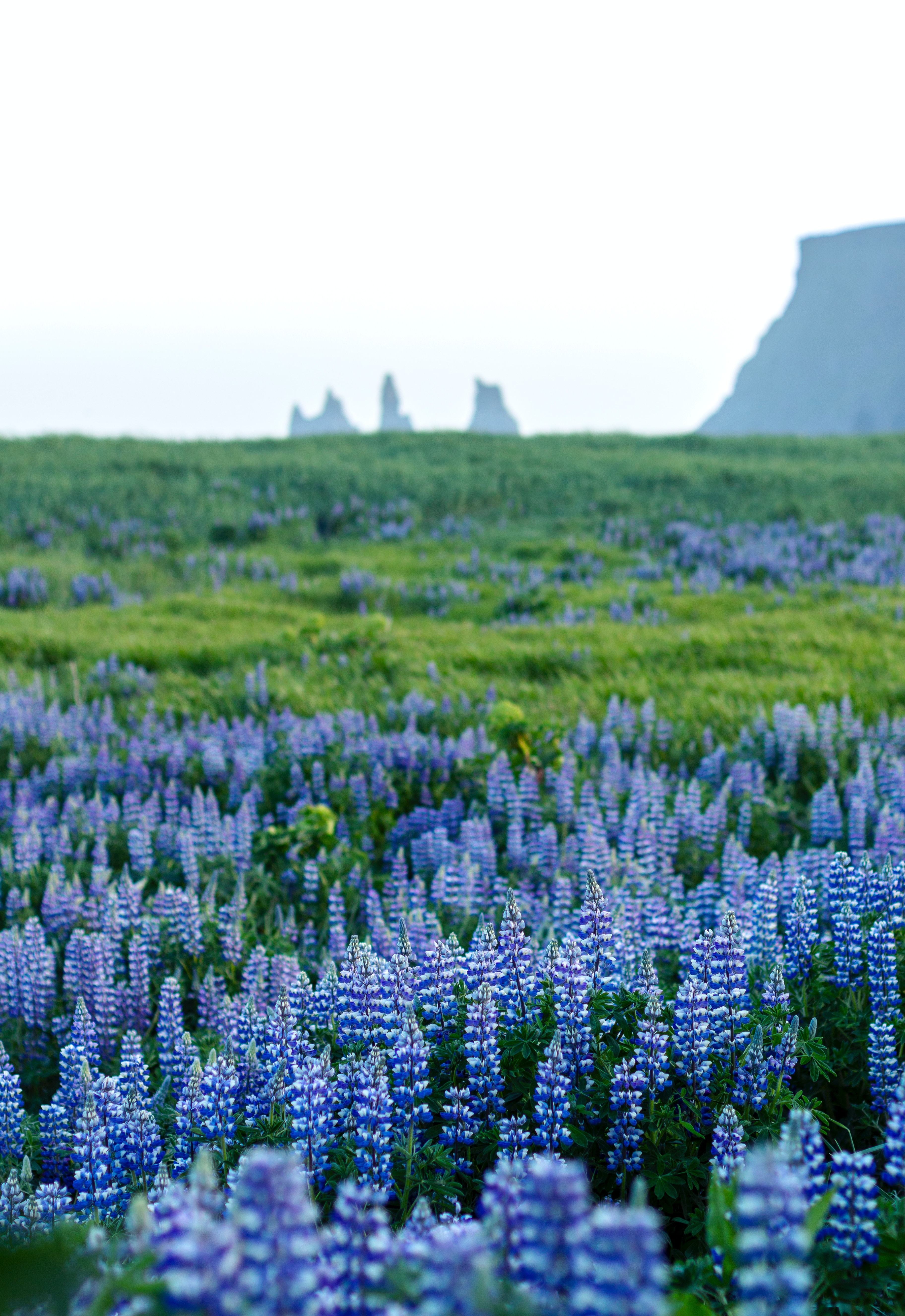 coast of vik