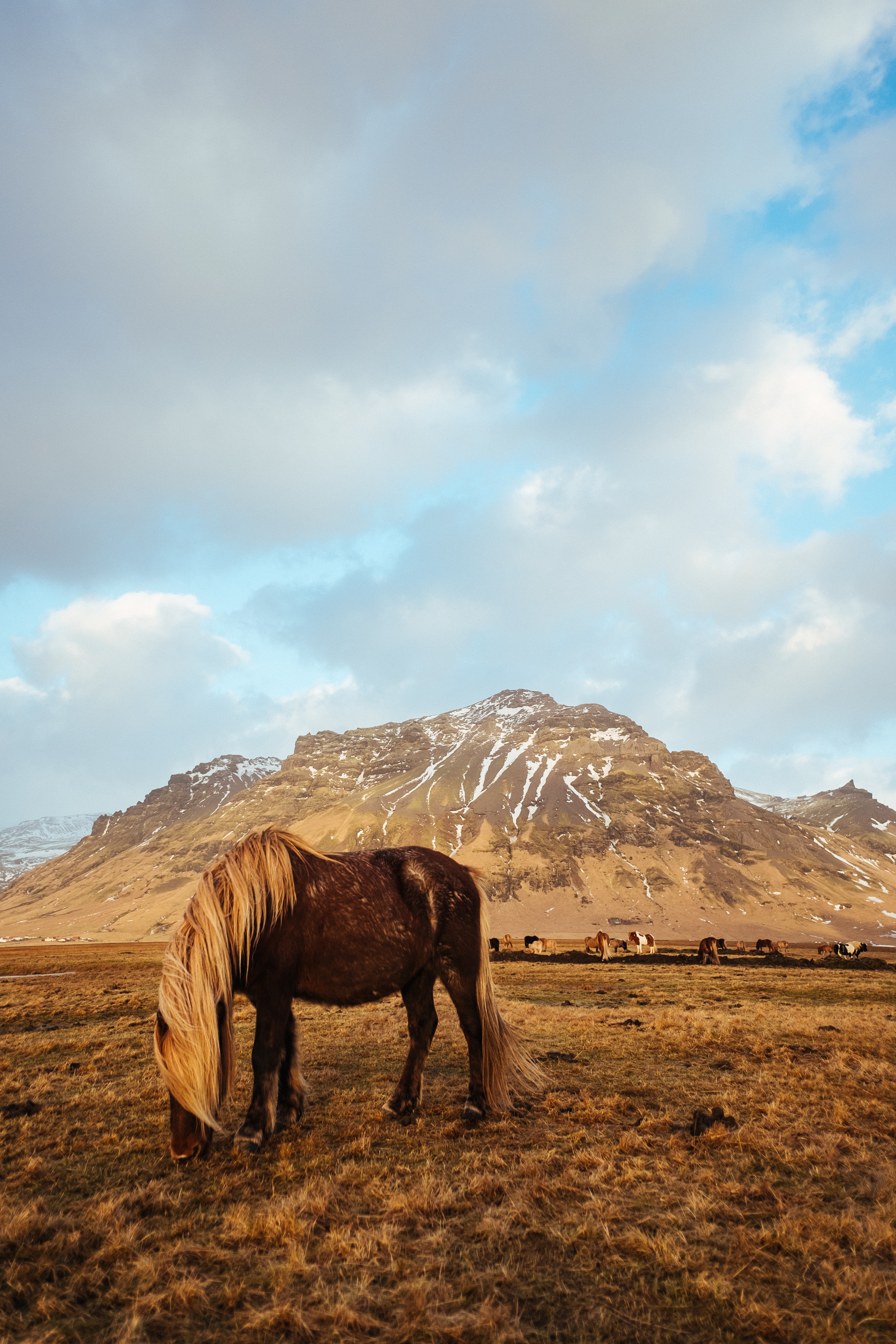 paardrijden ijsland