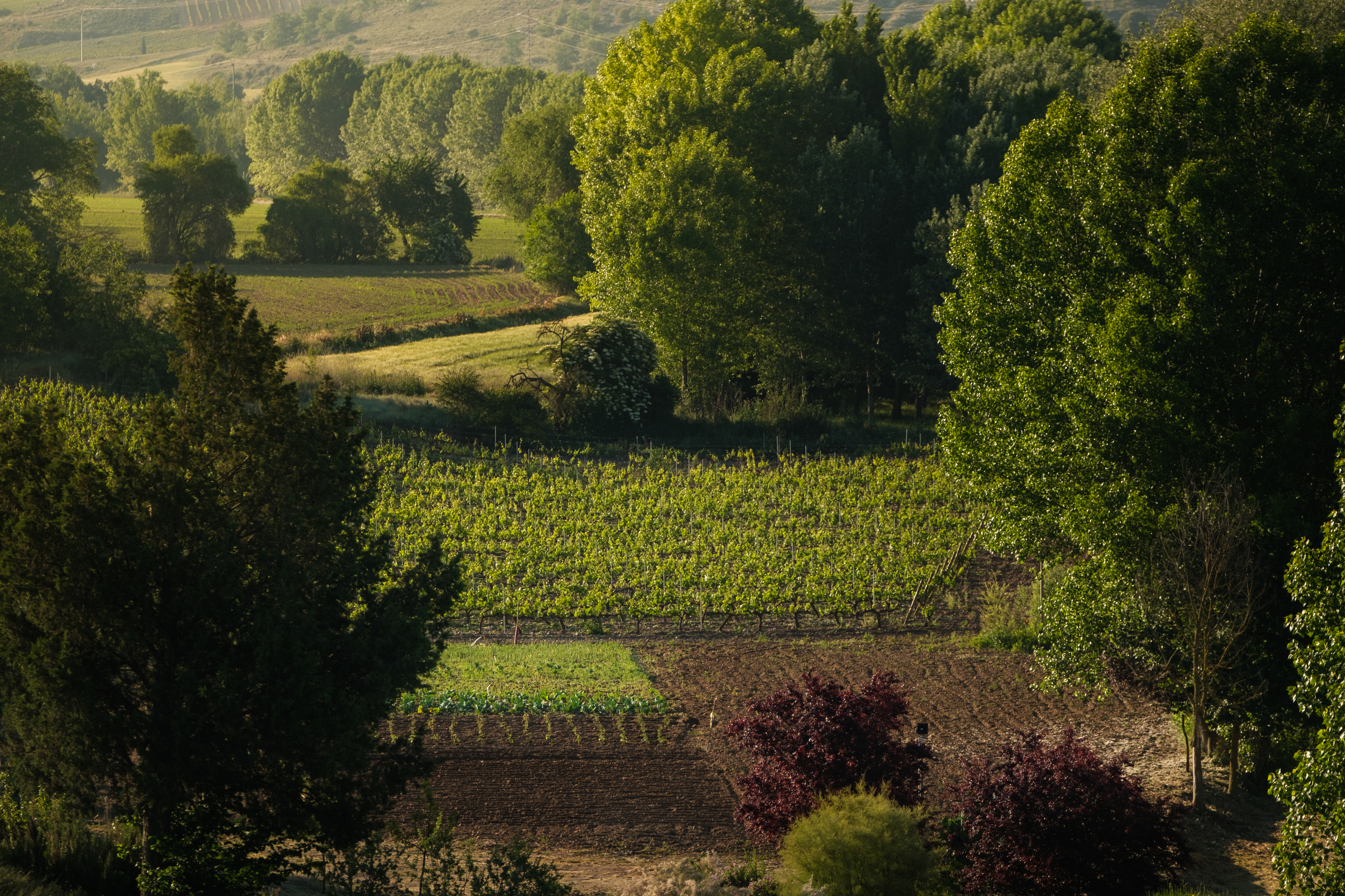 29 our organic garden ct valbuena