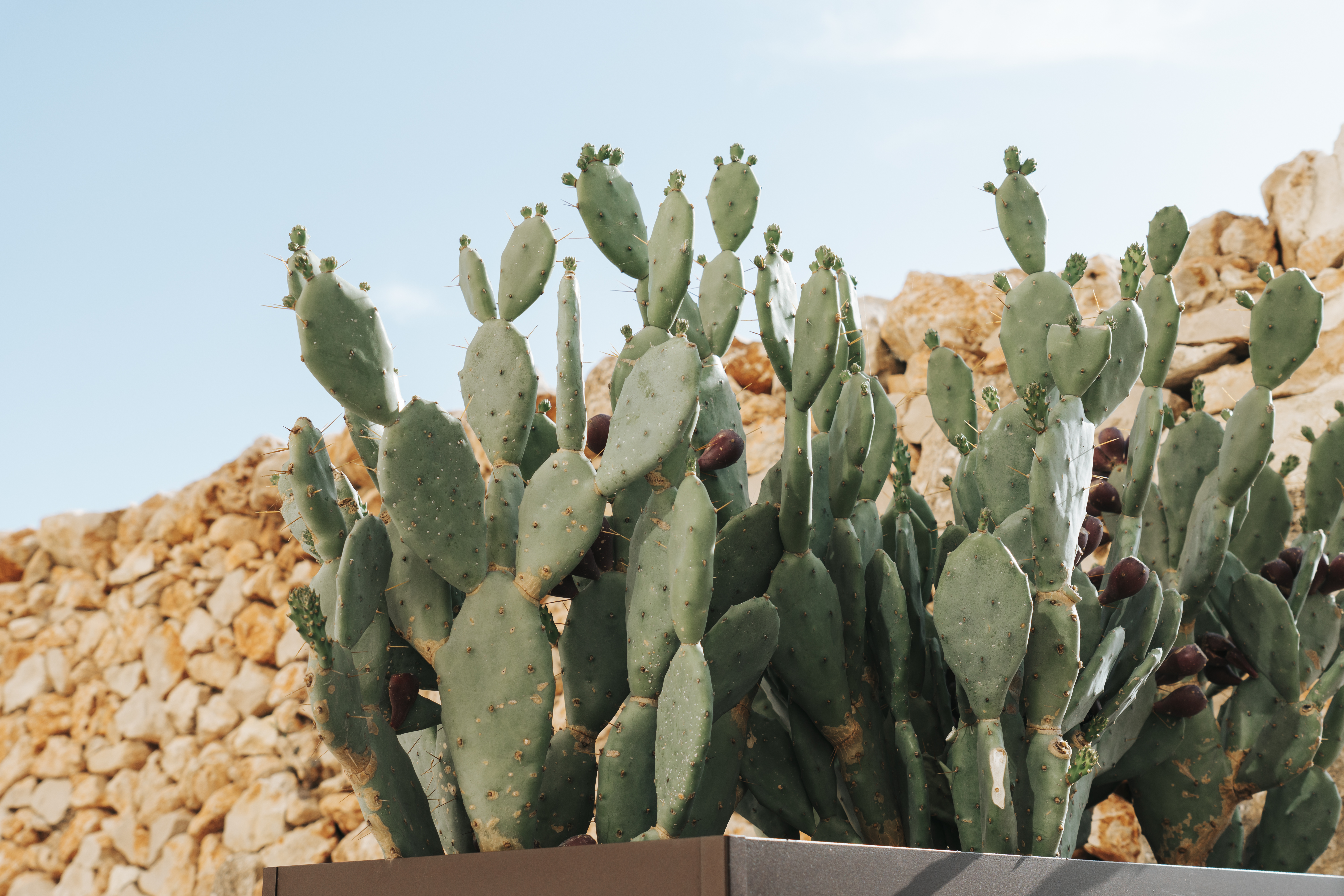9 cactus