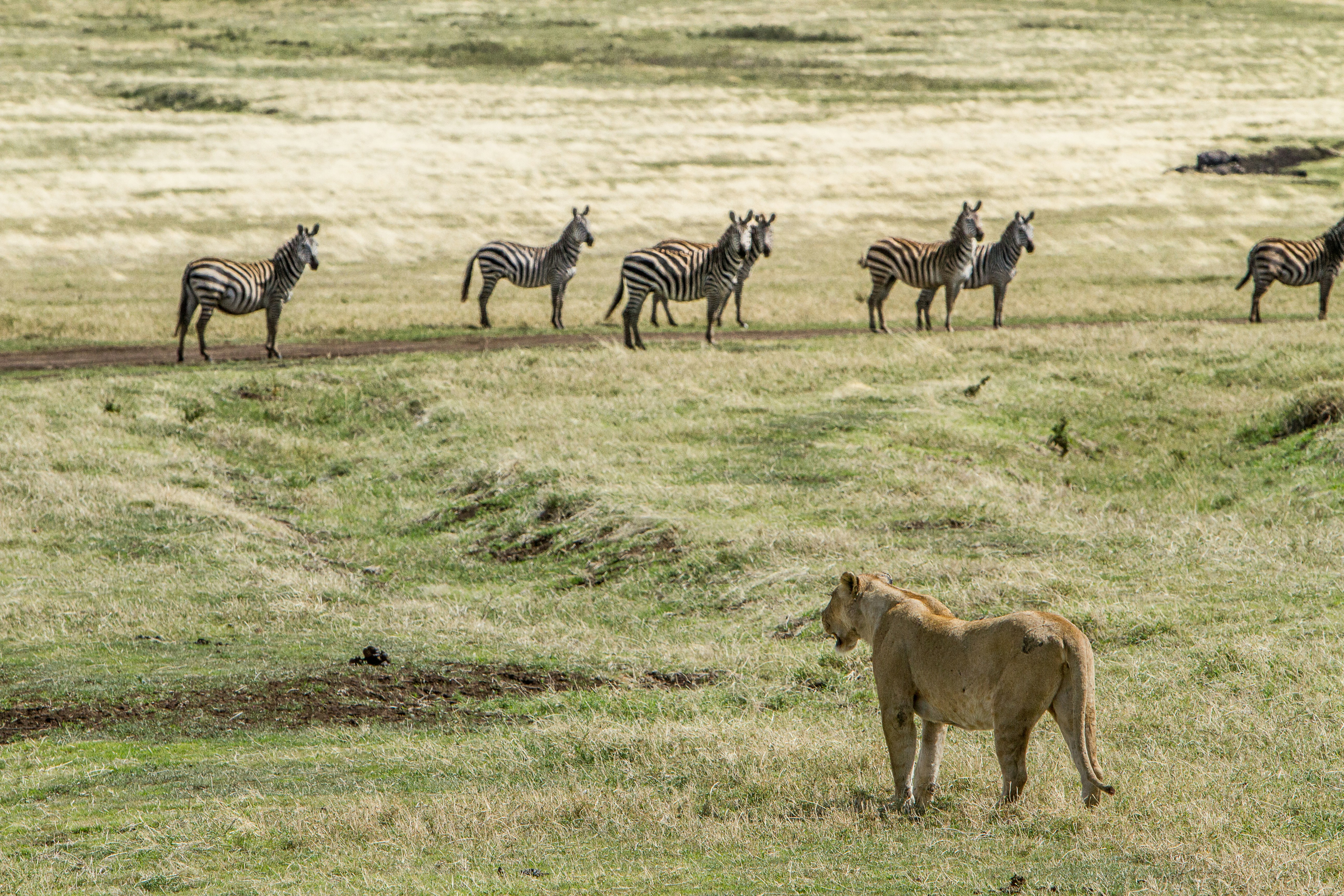 ngorongoro tanzania 2