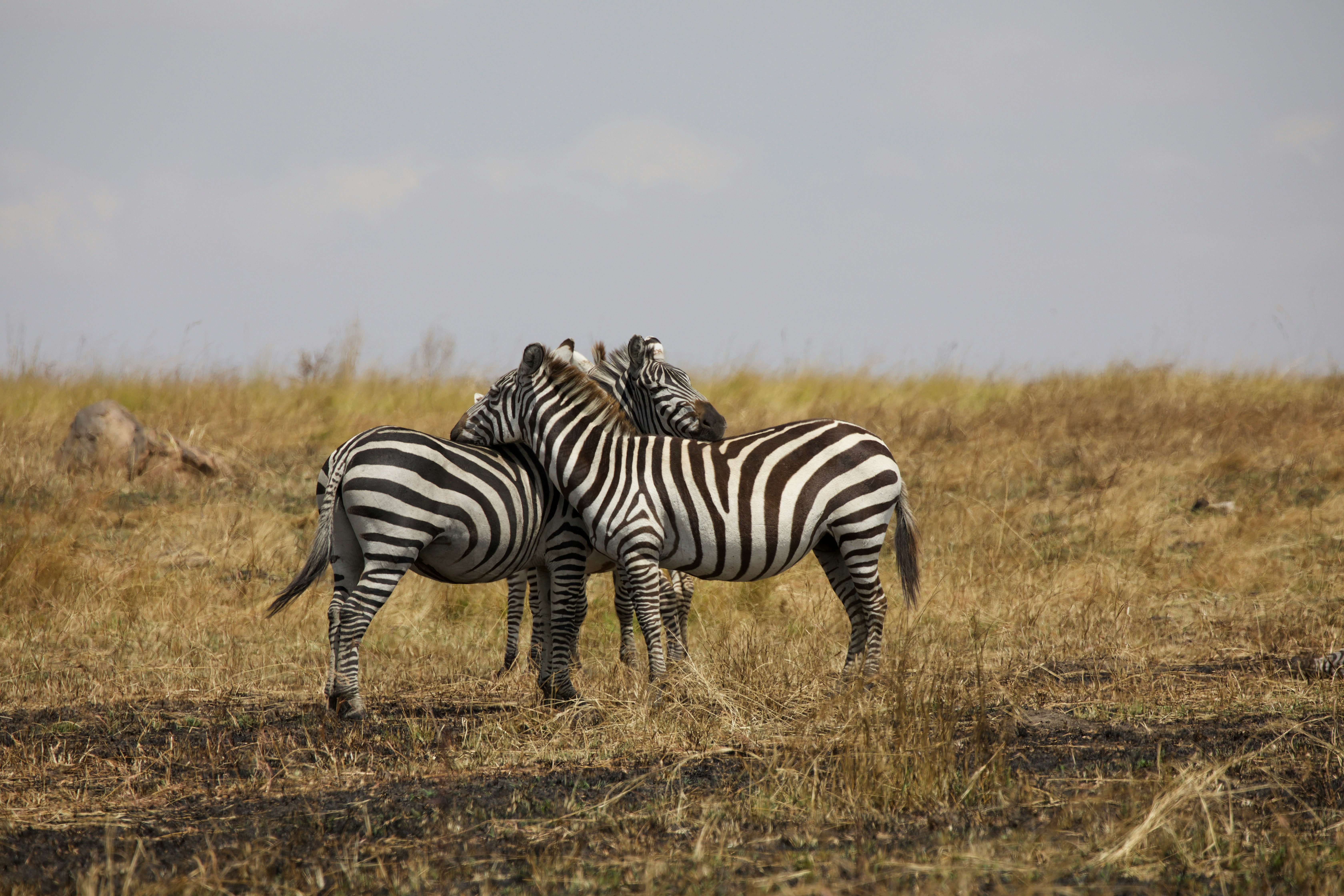 zebras resting on each other taken on safari in the serengeti