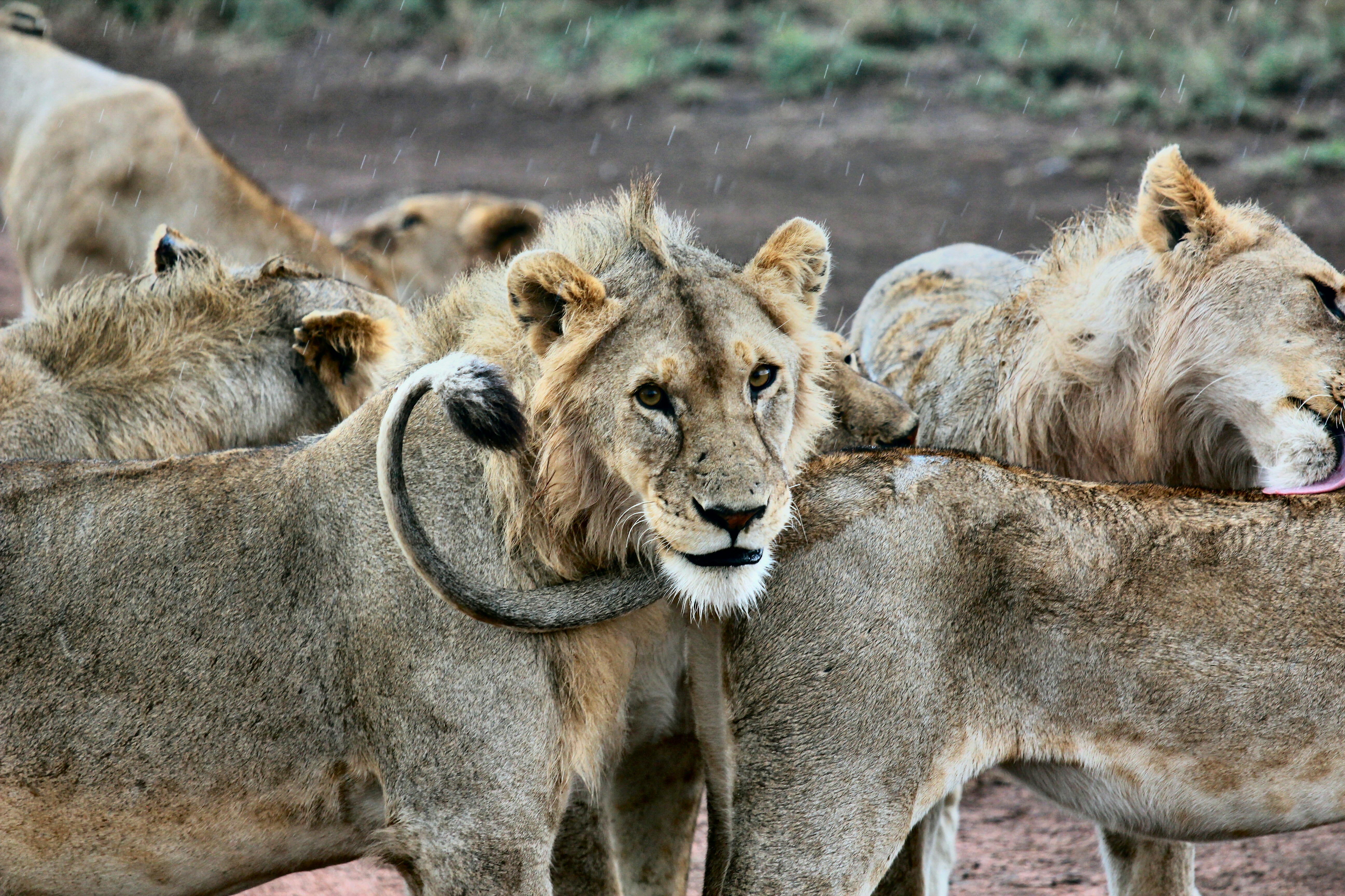 serengeti national park tanzania