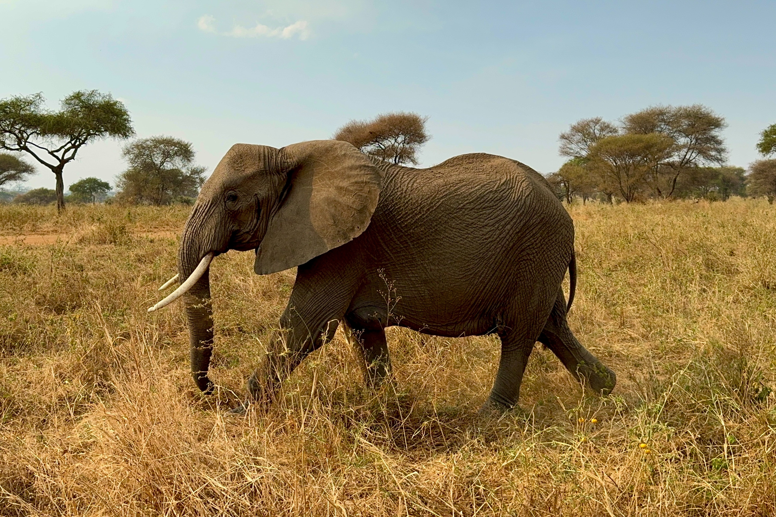 olifanten op safari in tanzania bij zonsondergang