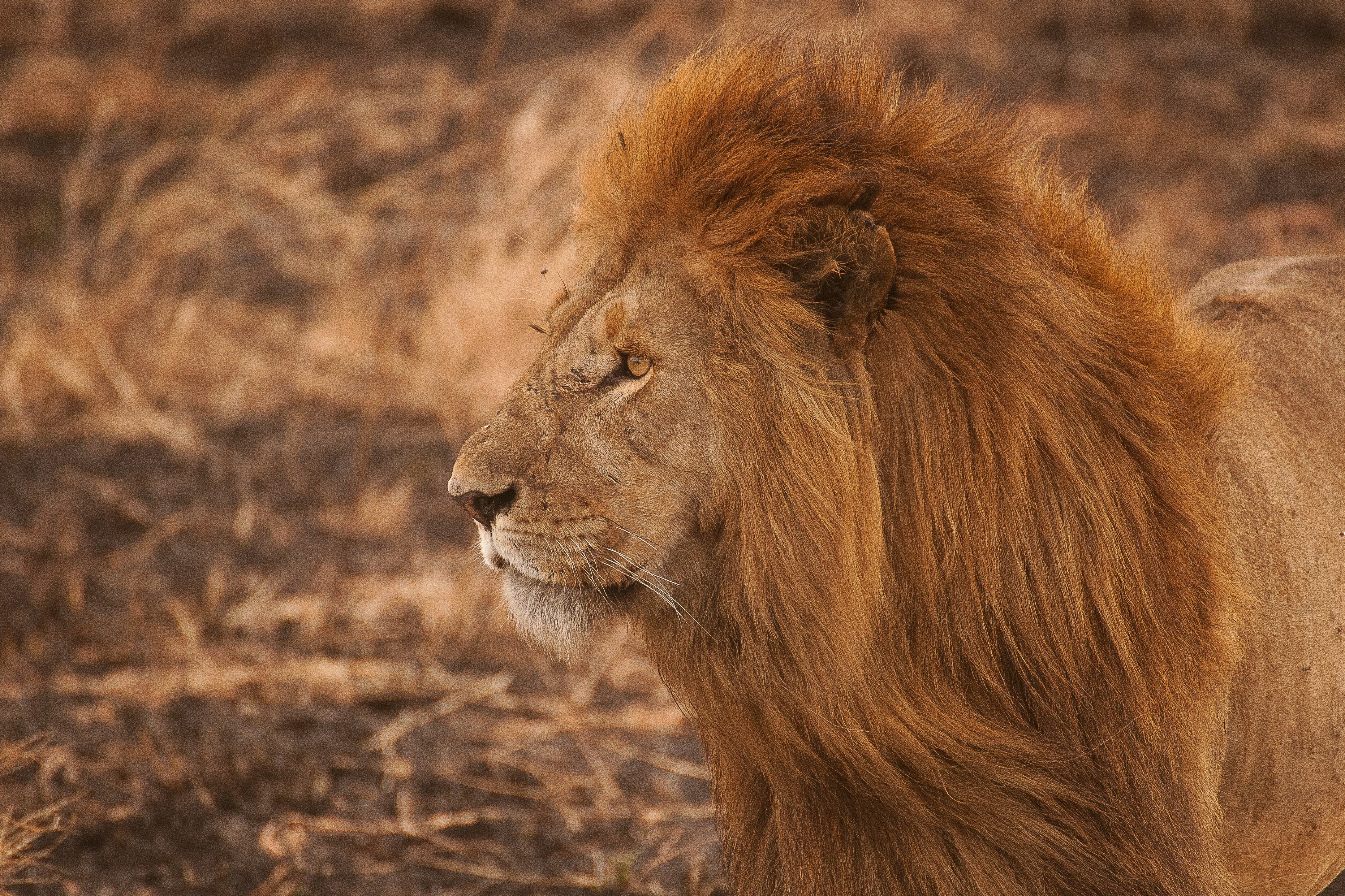 serengeti tanzania