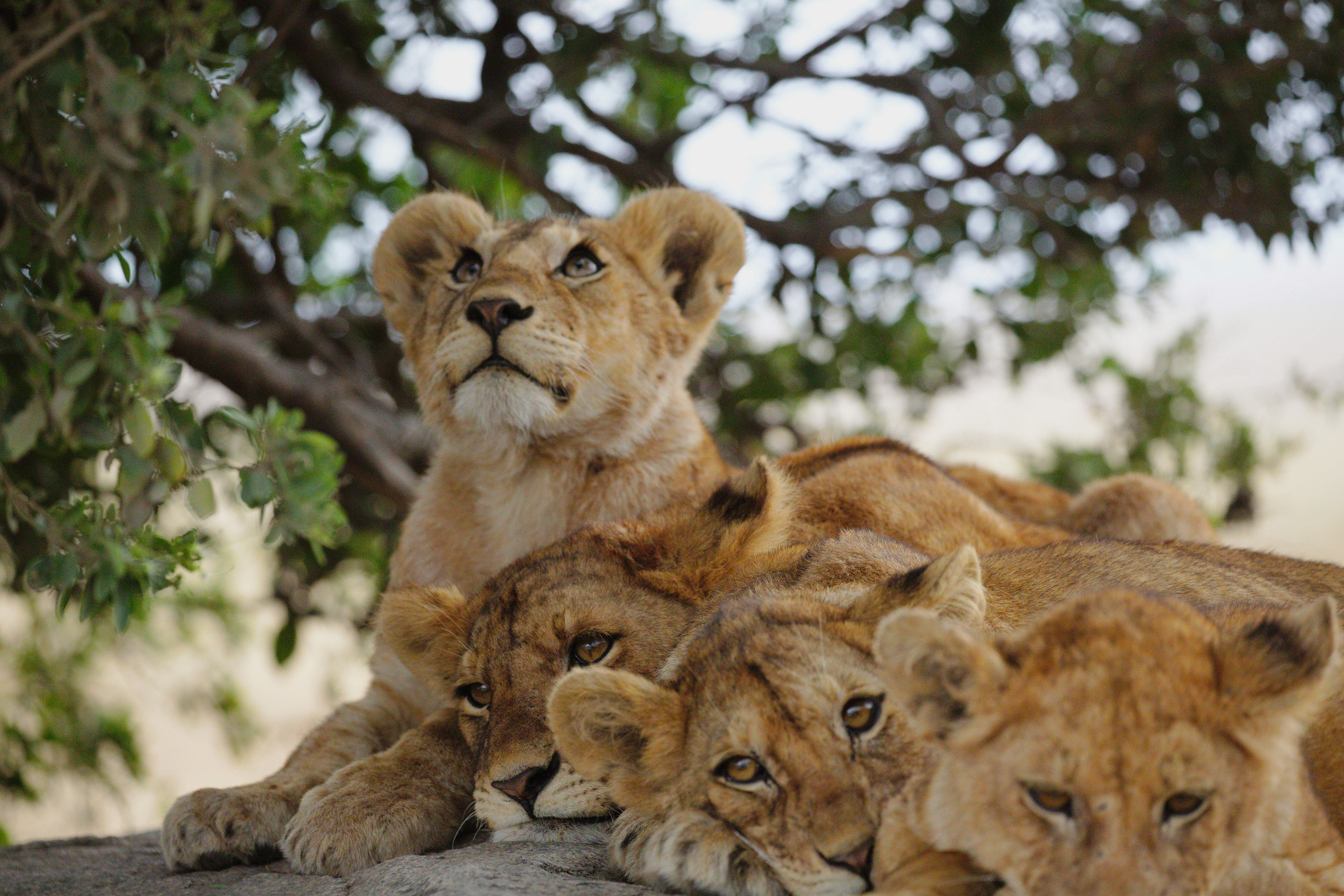 tanzania tijgers