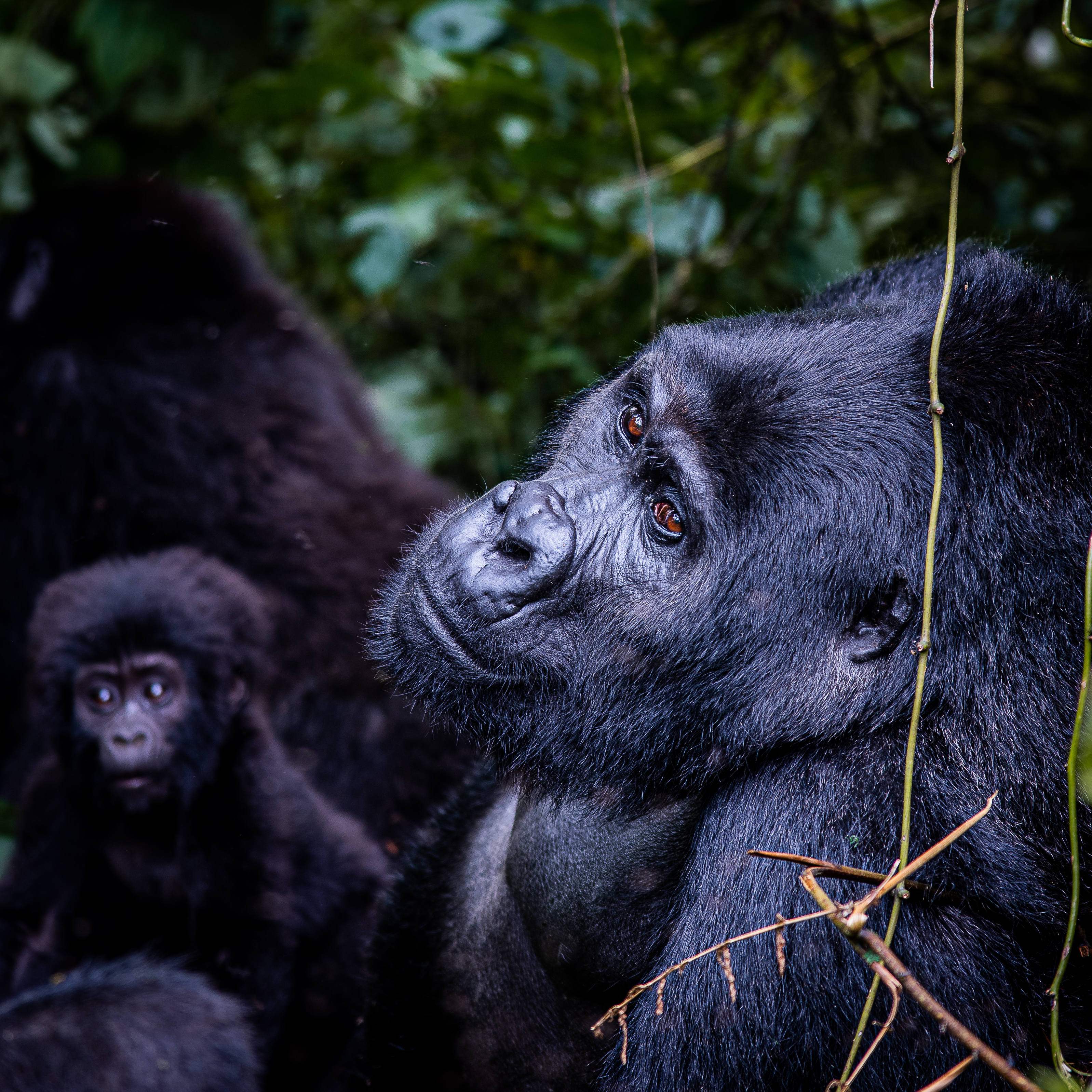 gorilla family