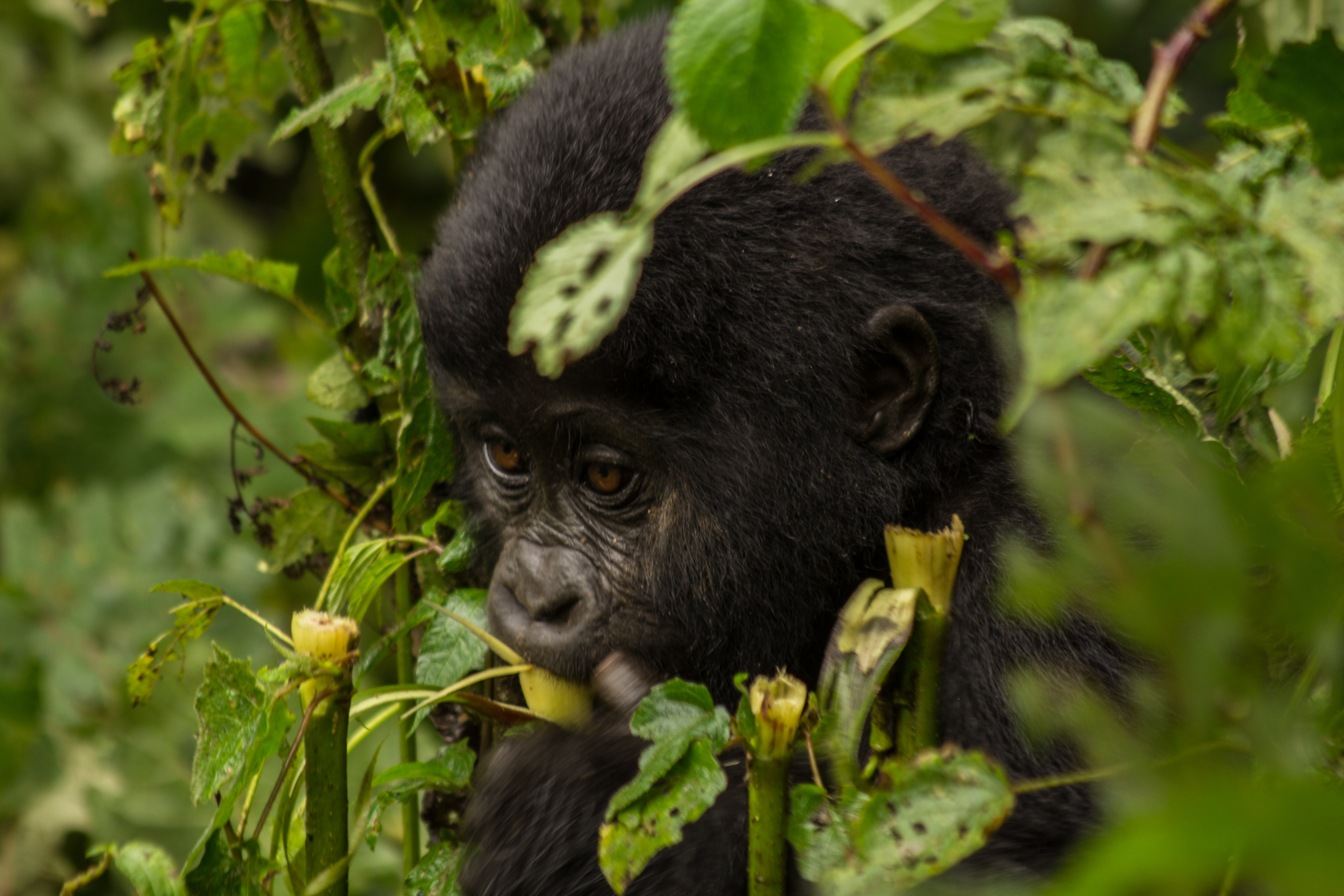 baby gorilla