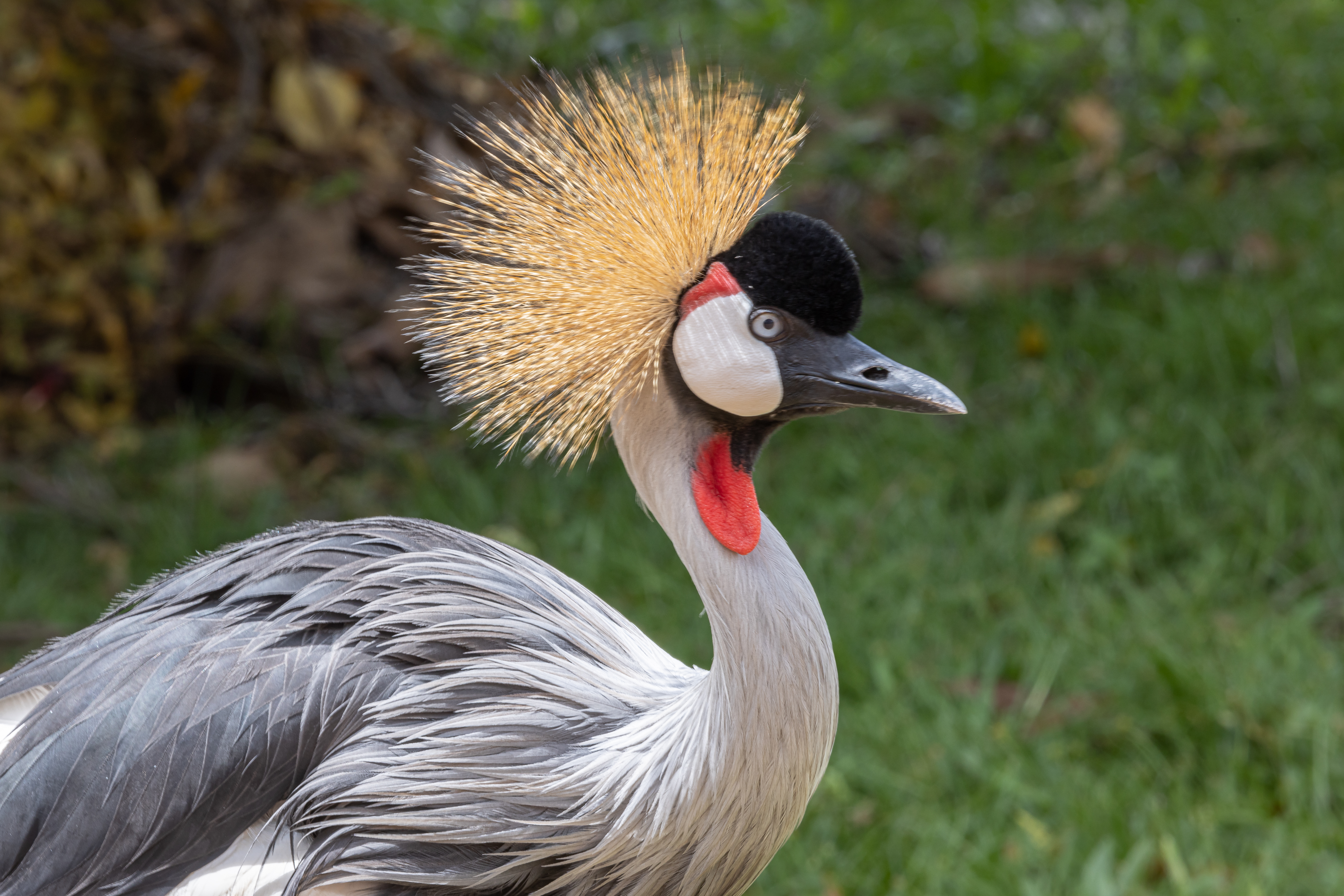 grey crowned crane