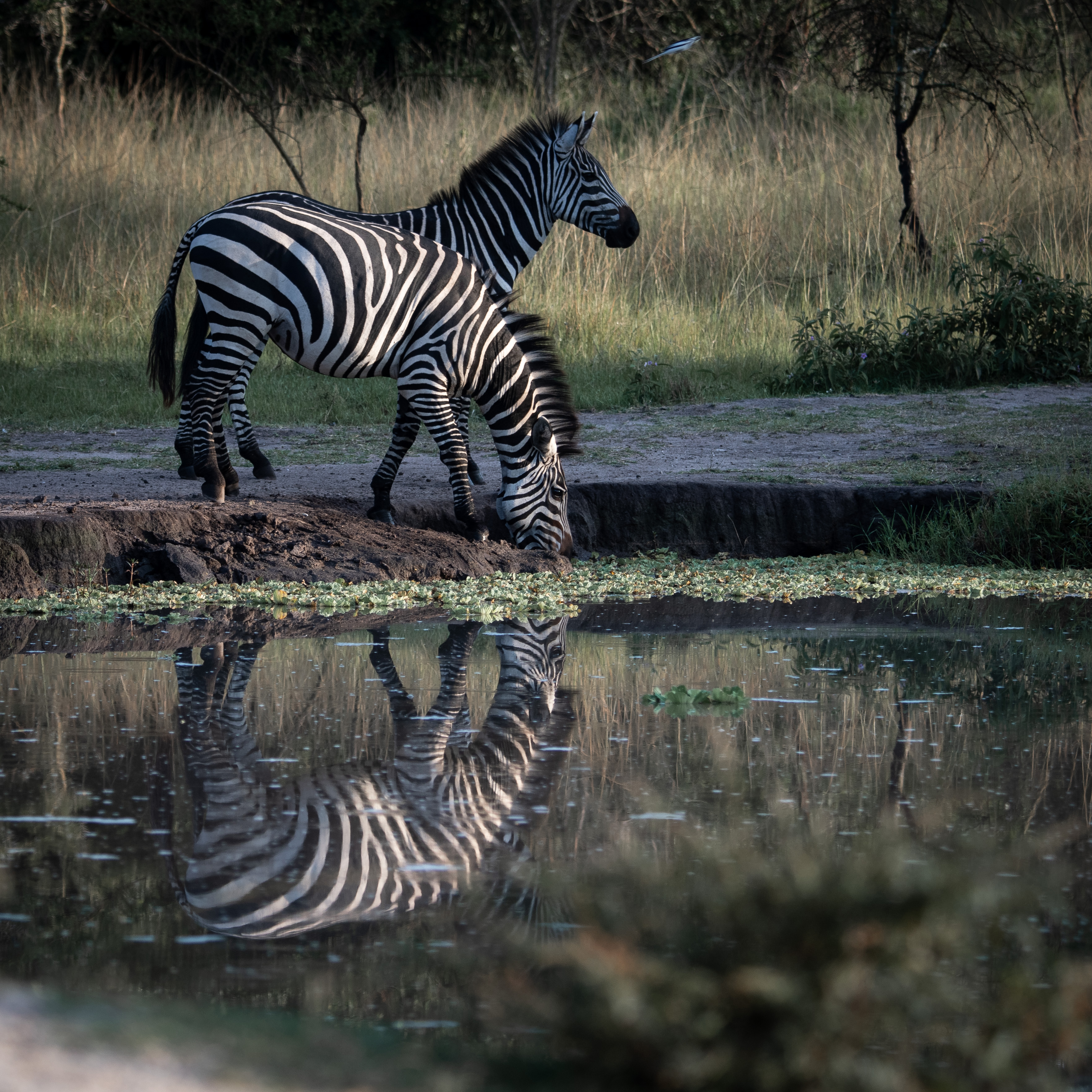 zebras in lake mburo