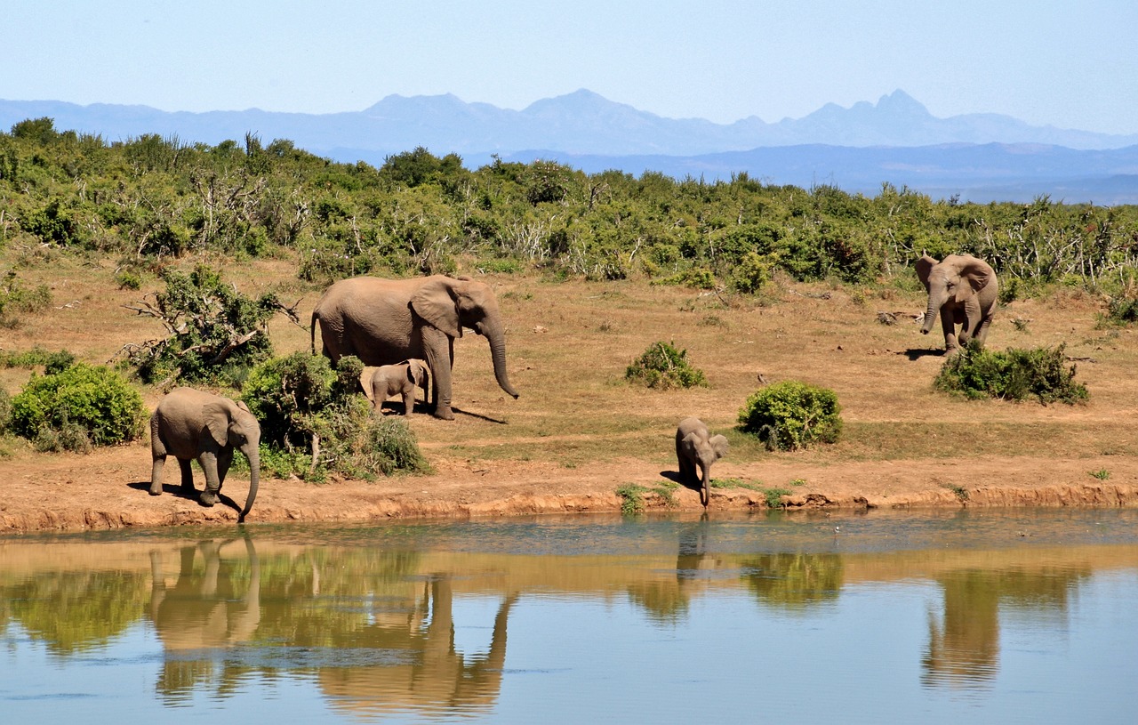 elephants 427138 1280