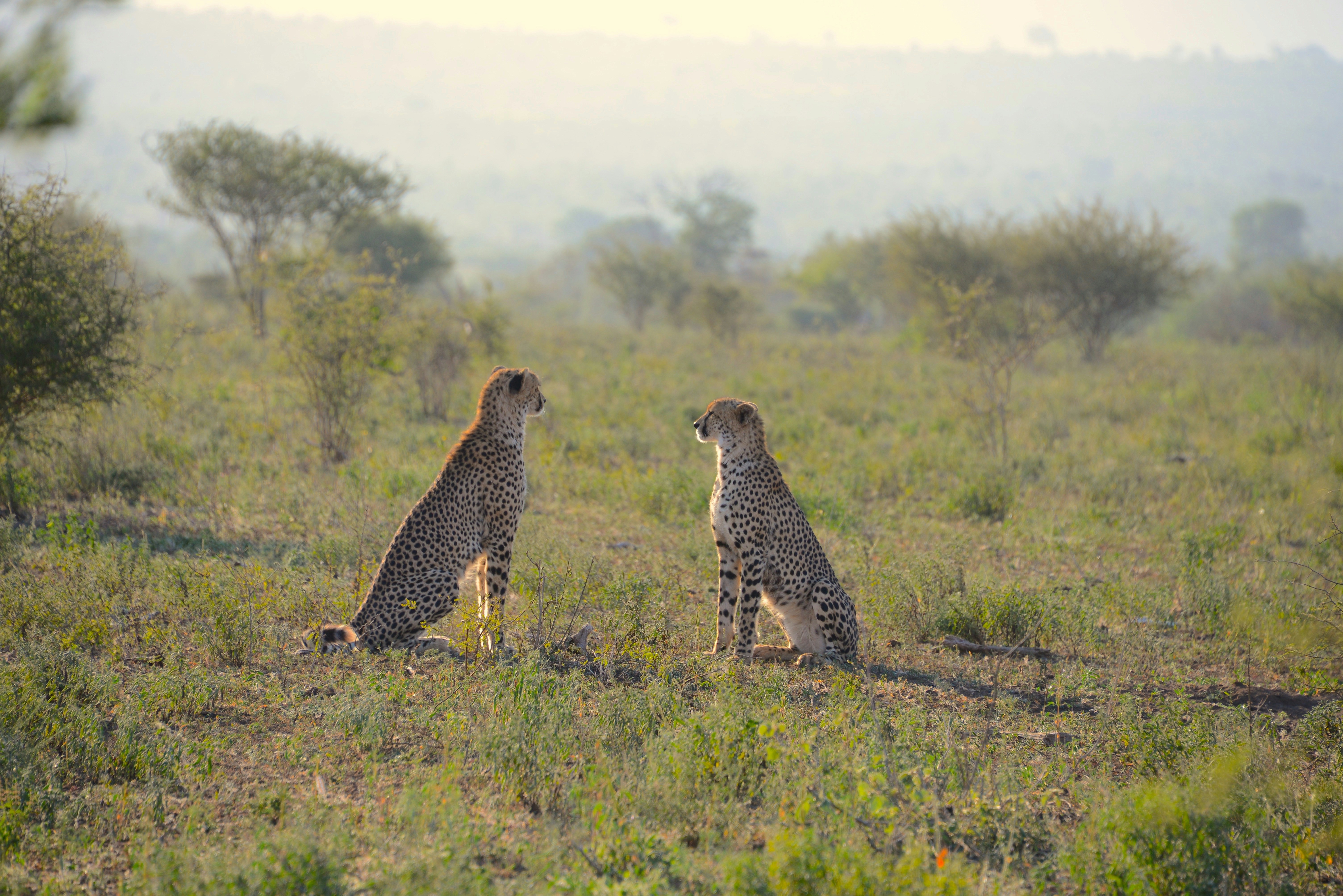 yolande conradie awbjp1ayb6w unsplash
