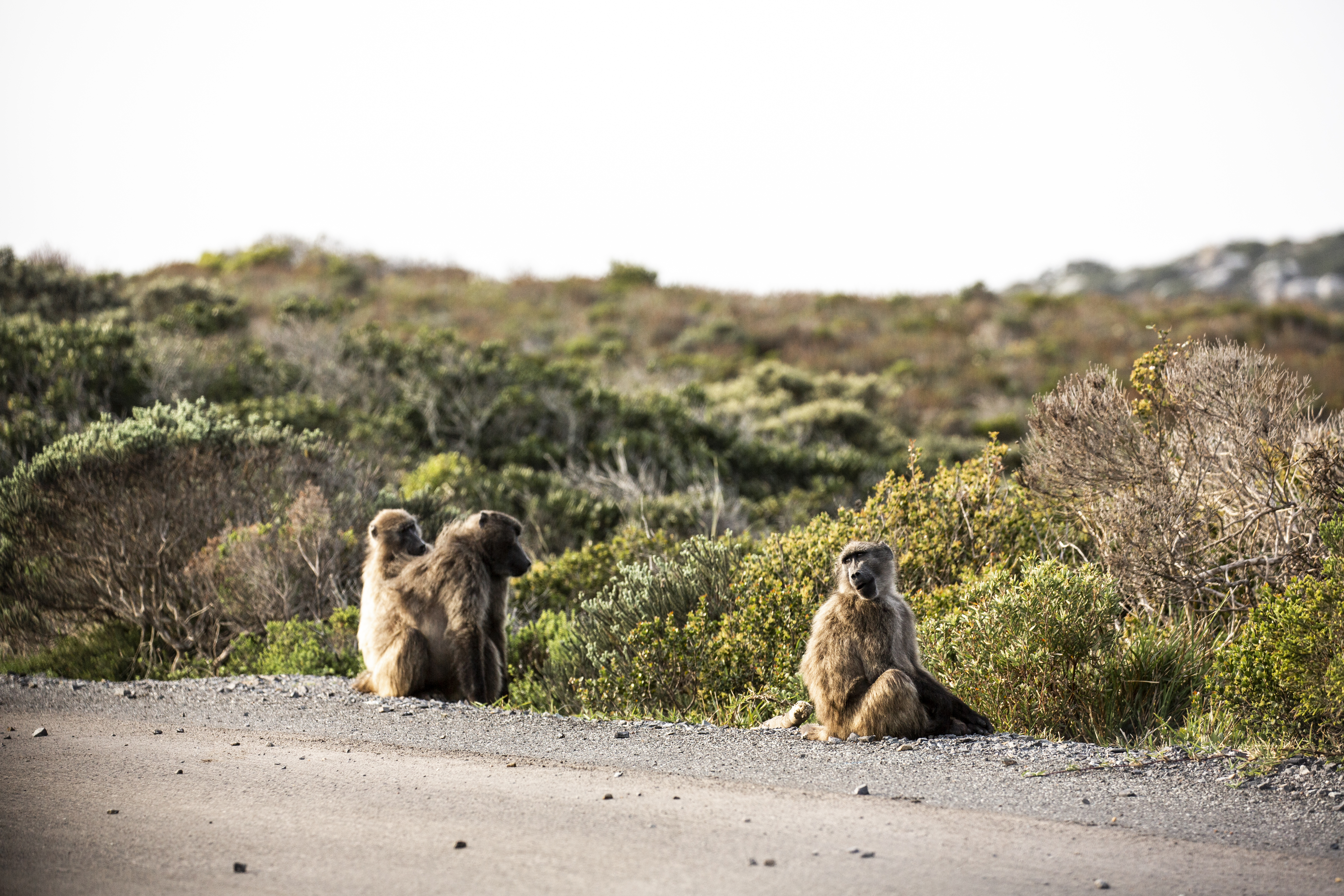 039 capepoint tcunniffe aug2019