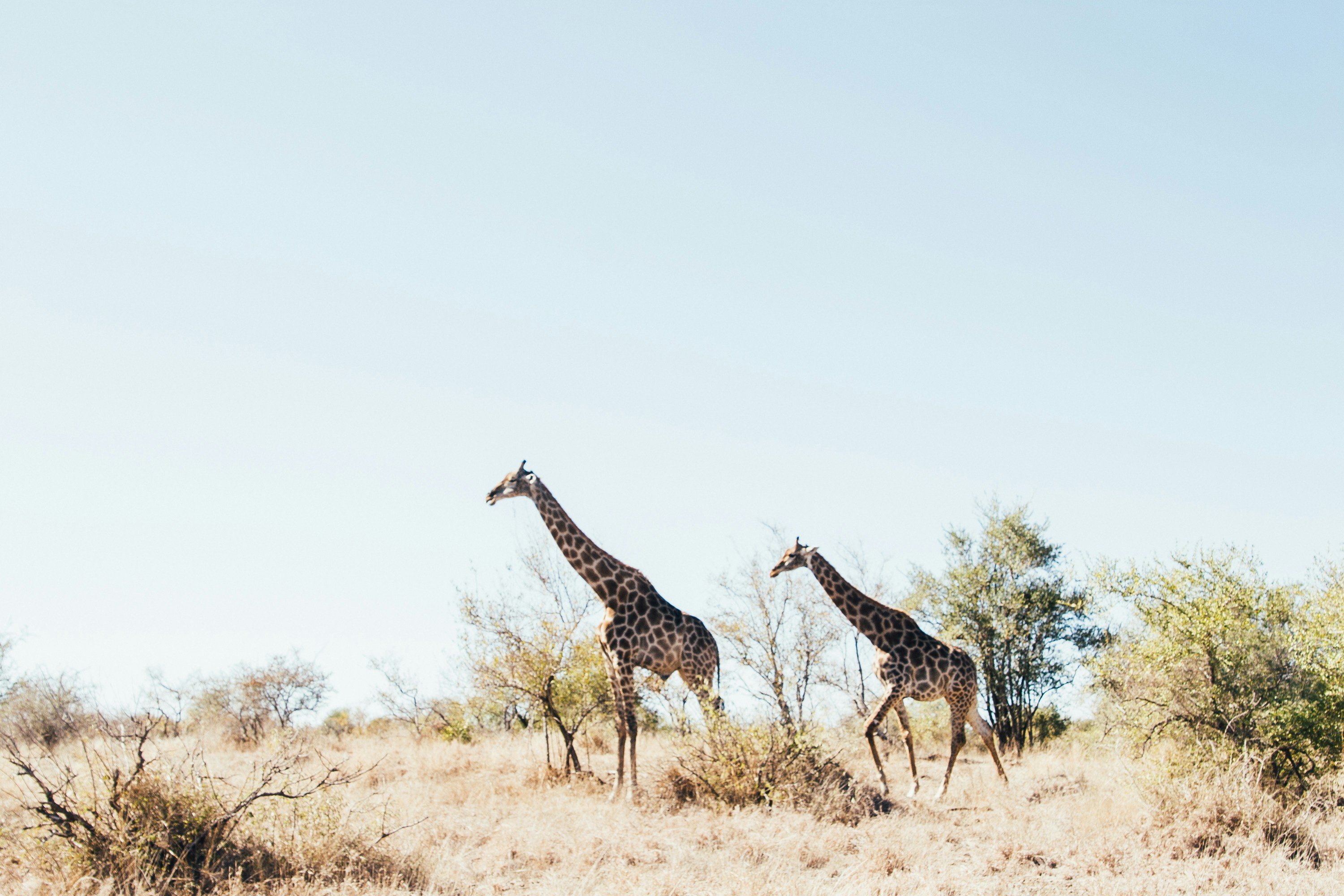 kruger national park south africa