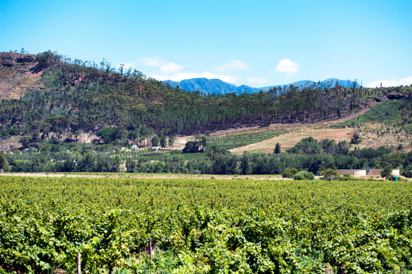 franschhoek