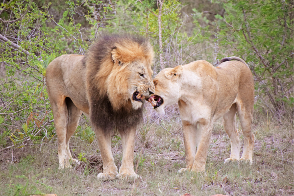 krugerpark 3