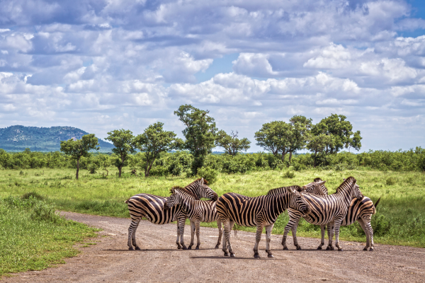 krugerpark