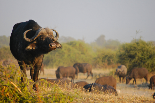 krugerpark 2