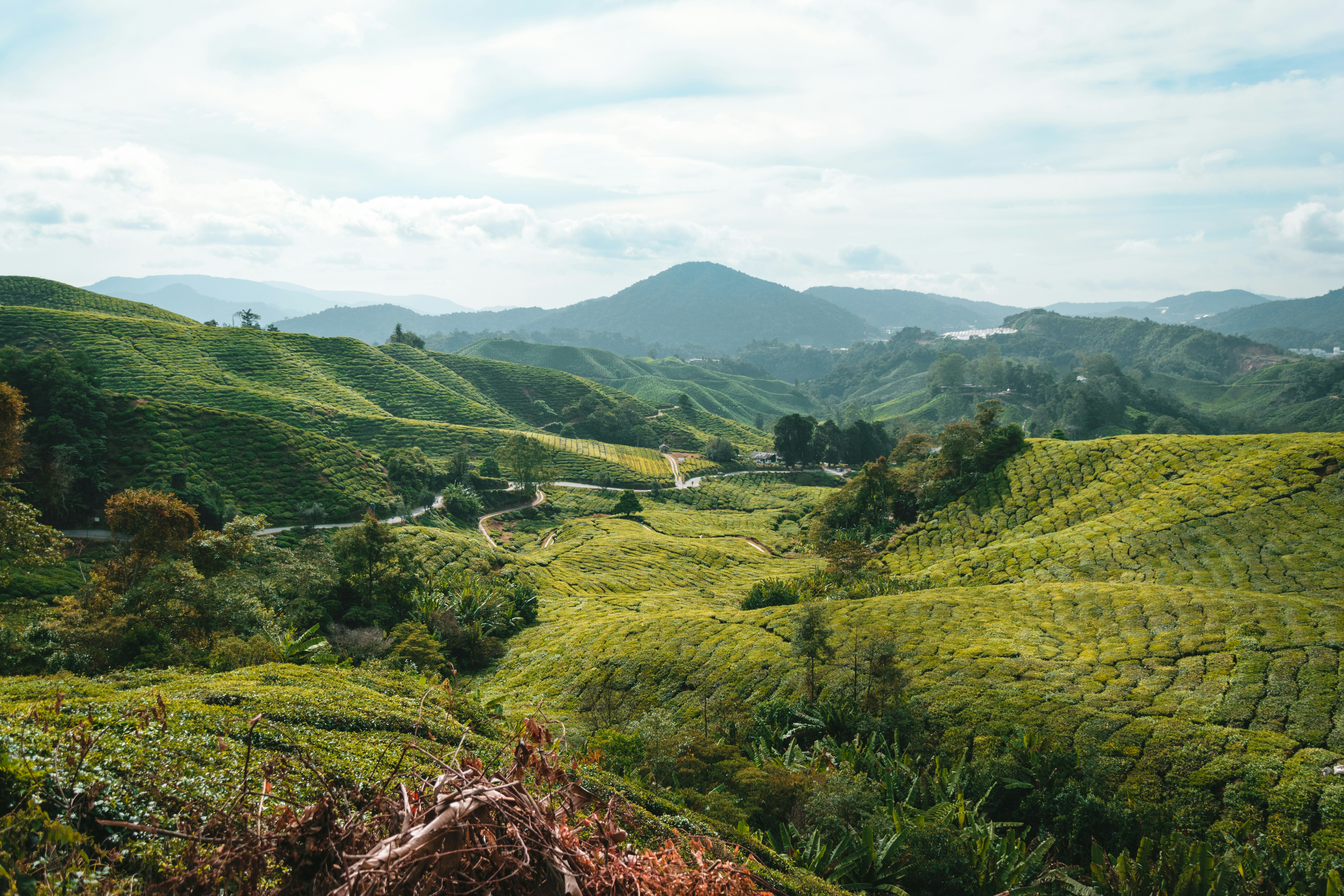 1 cameron highlands pahang malaysia 2