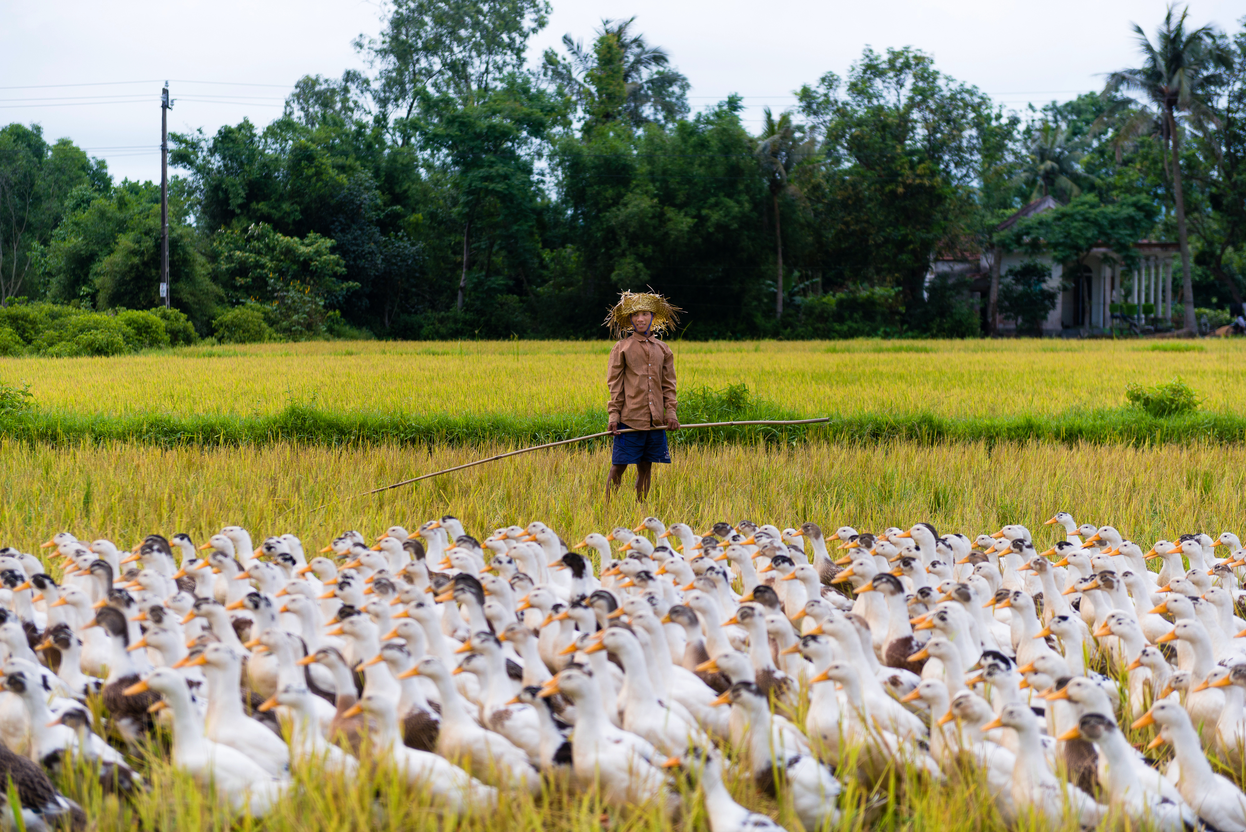 hoi an 5