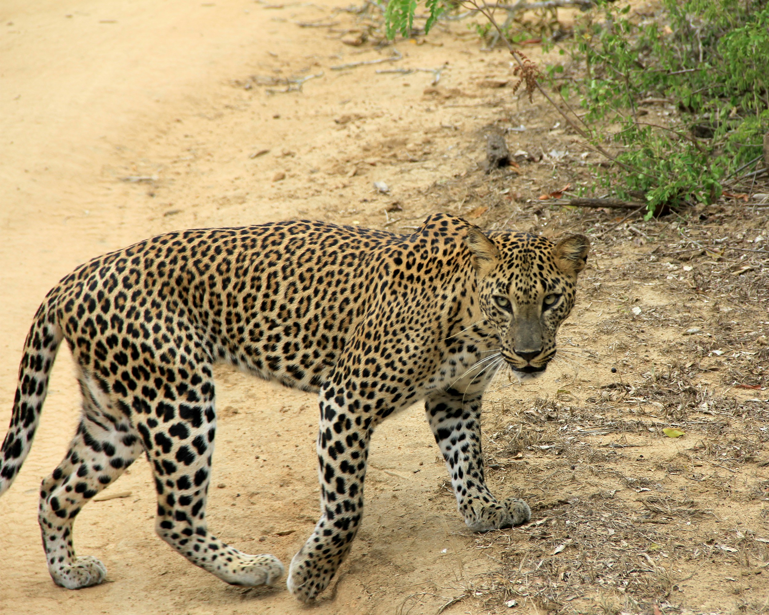 majestic sri lankan leopard close up picture of him crossing the road