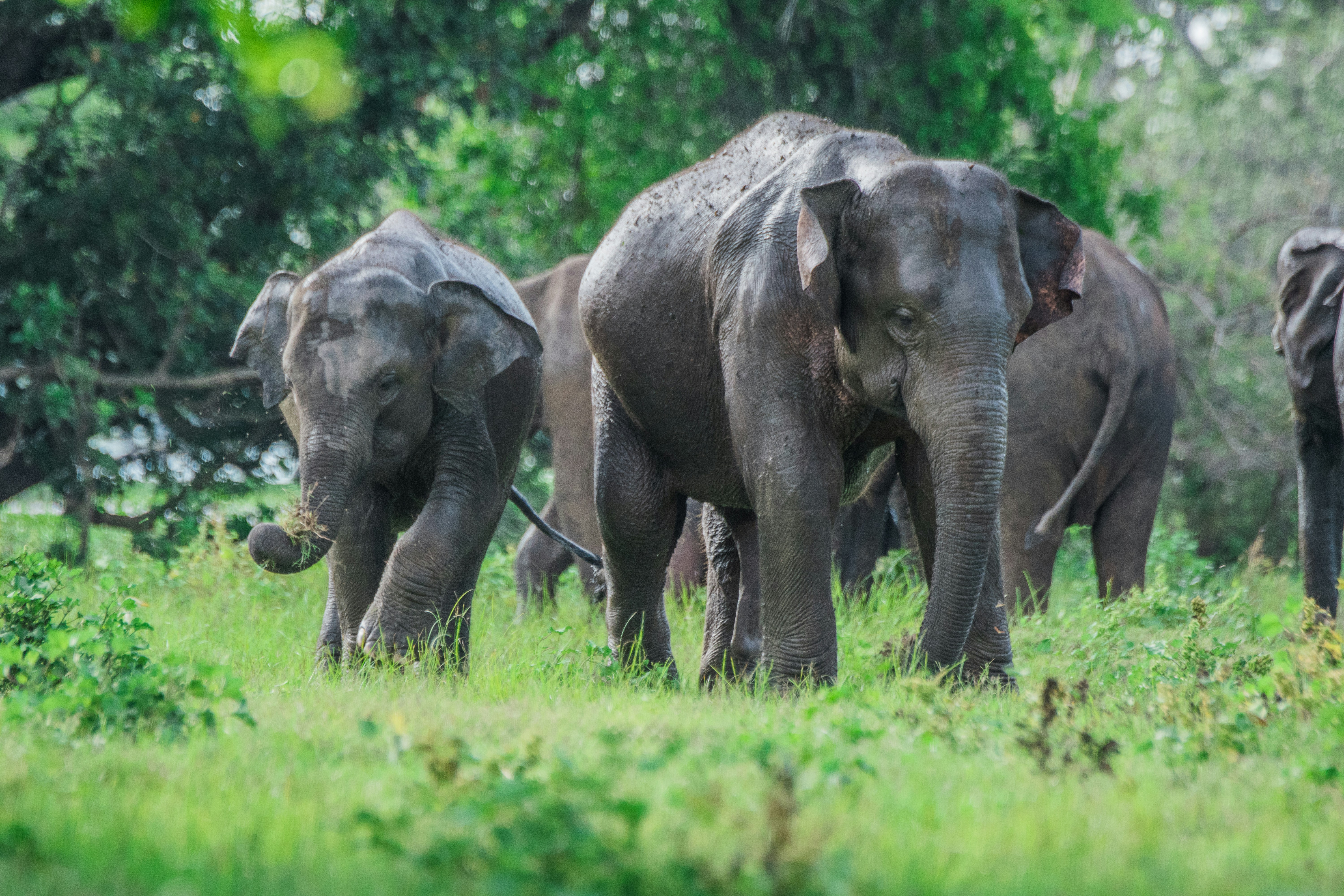 minneriya sri lanka