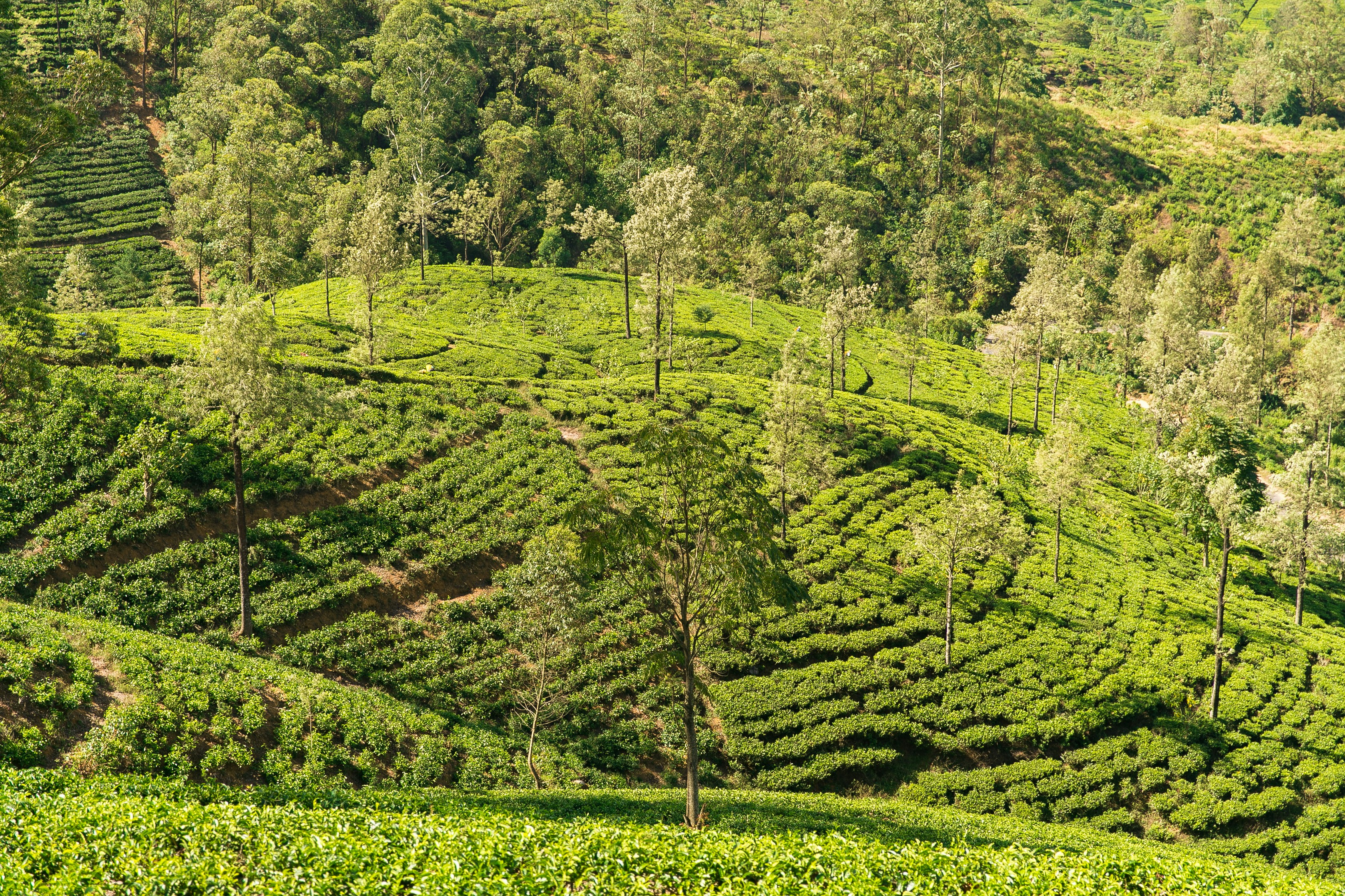 tea plantation nuwara eliya