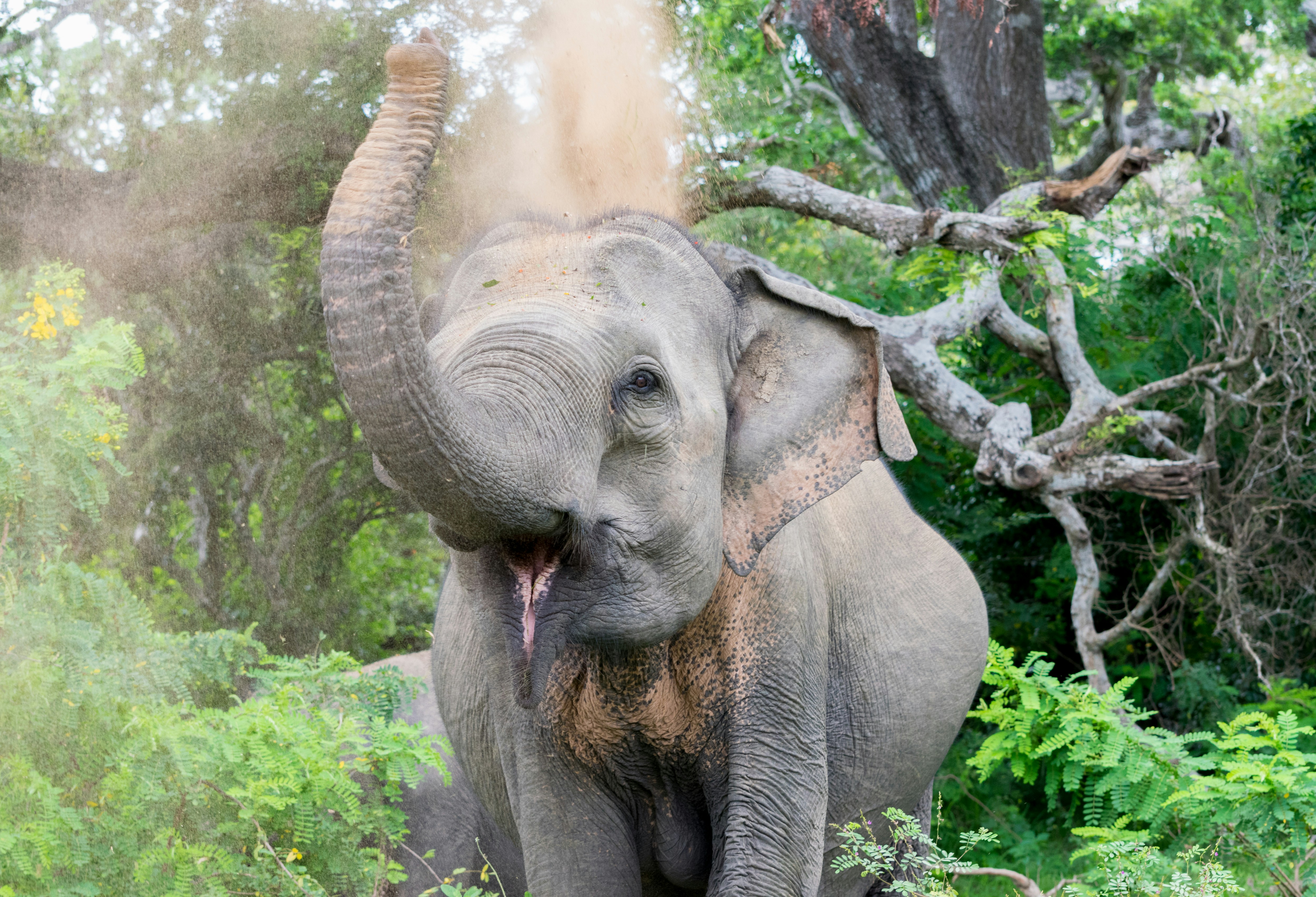 wild elephant is having a sand bath