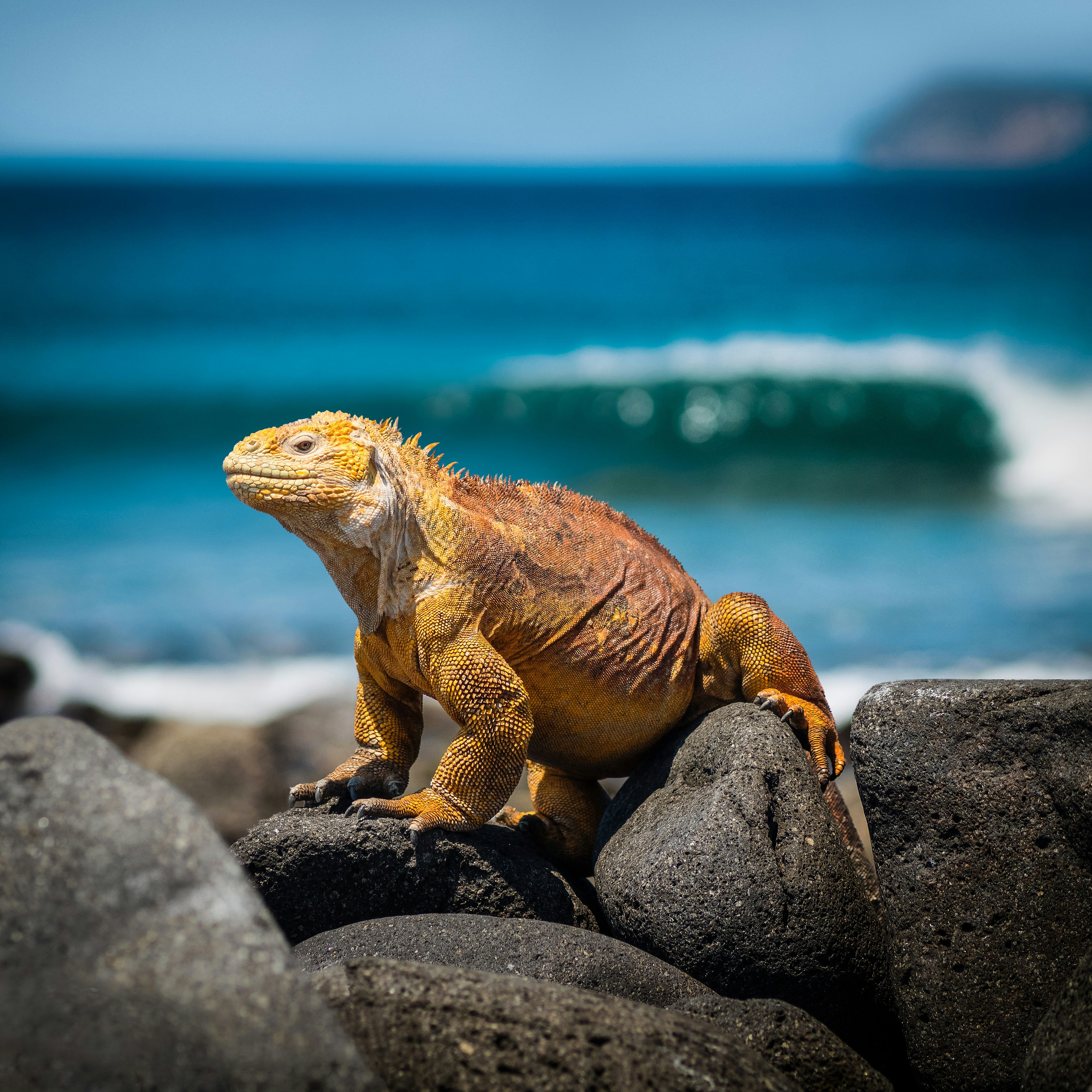 galapagos animals