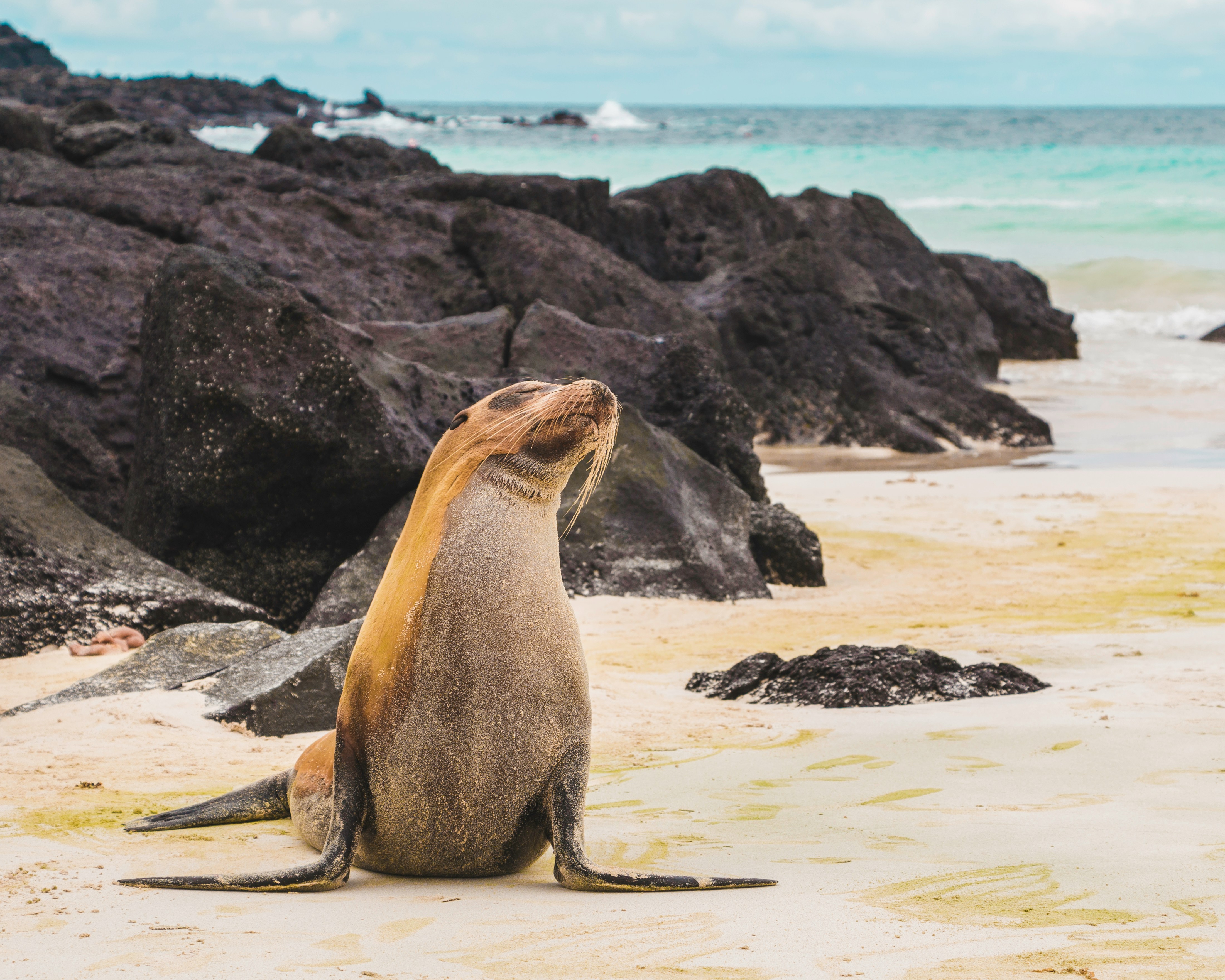 galapagos sealion