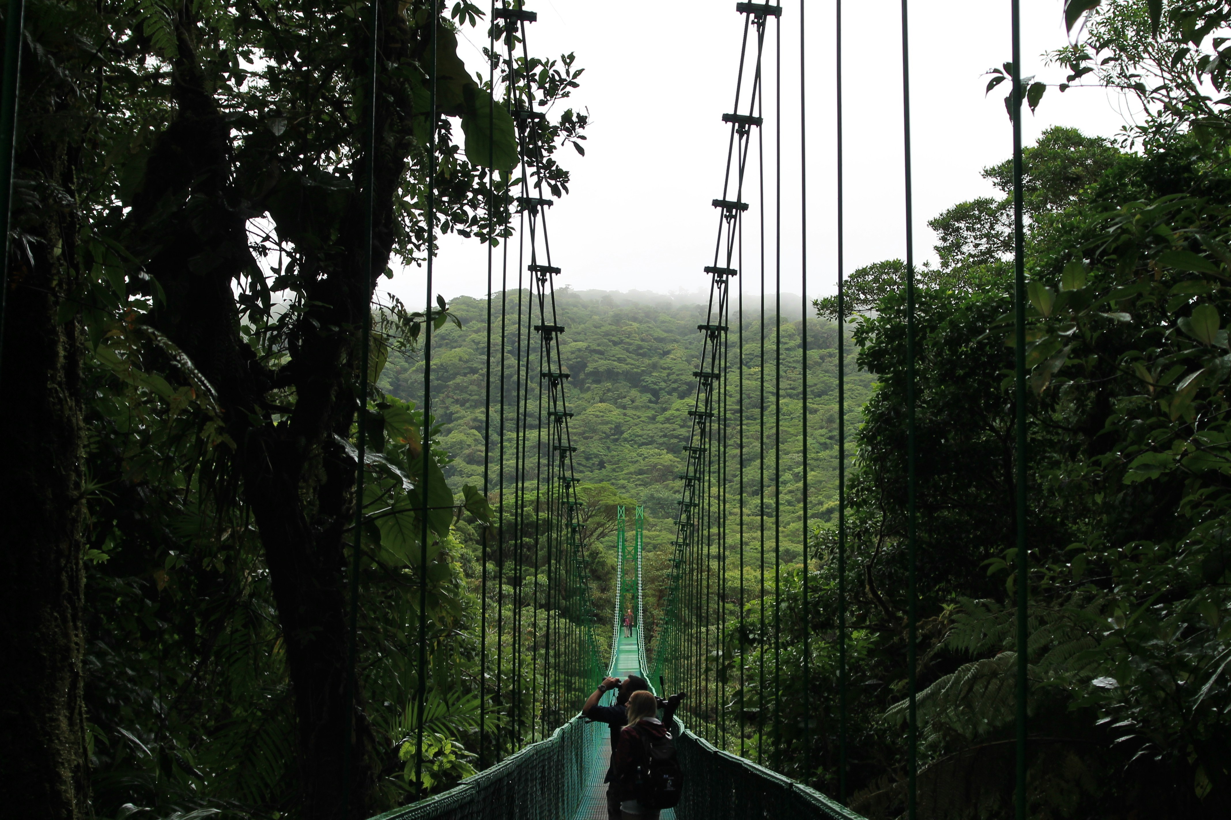 hanging bridges near monteverde tour in the canopy of the trees