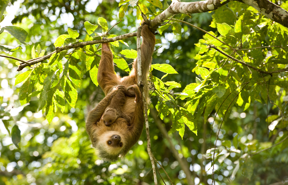 take as easy as sloths 6
