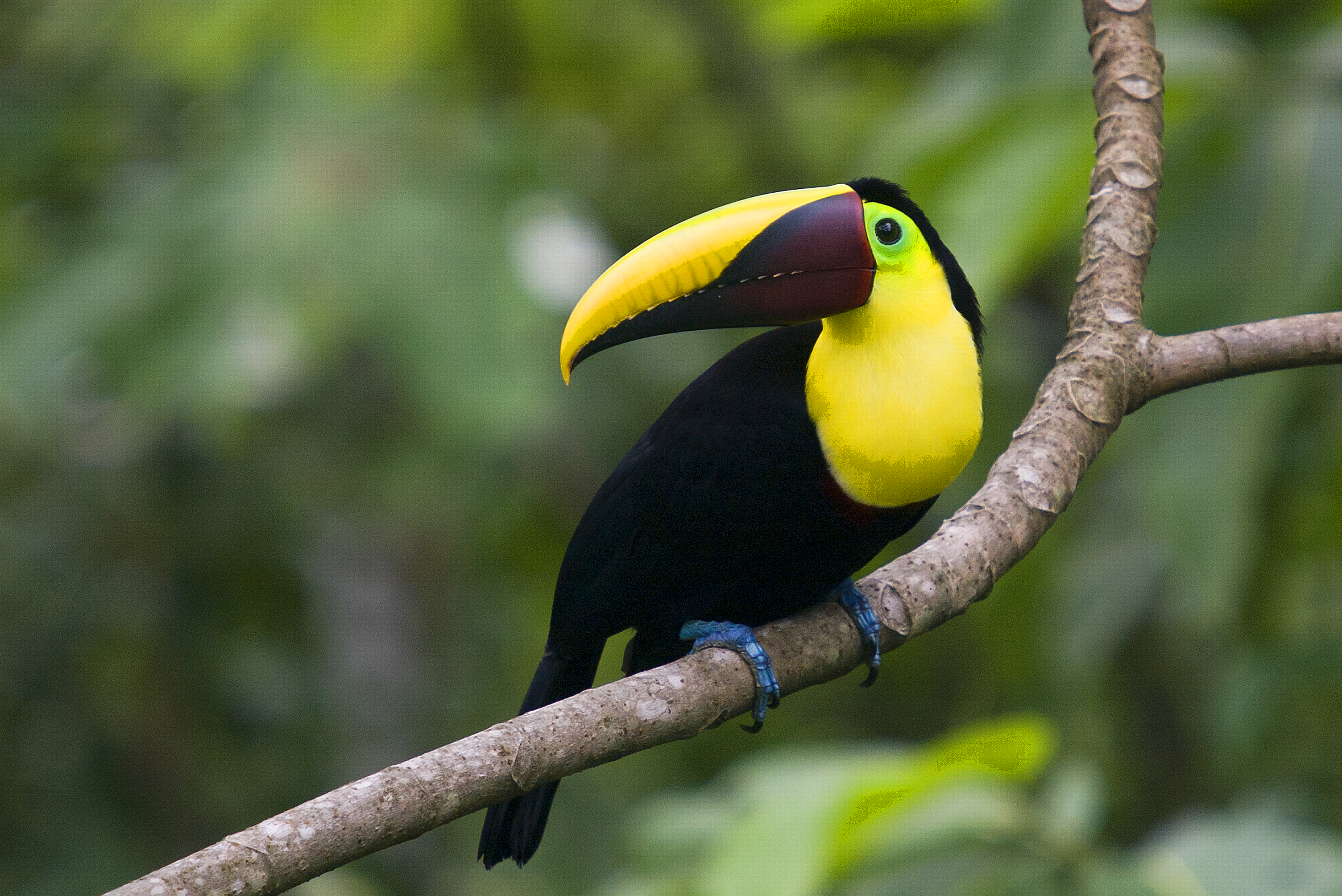 tucan