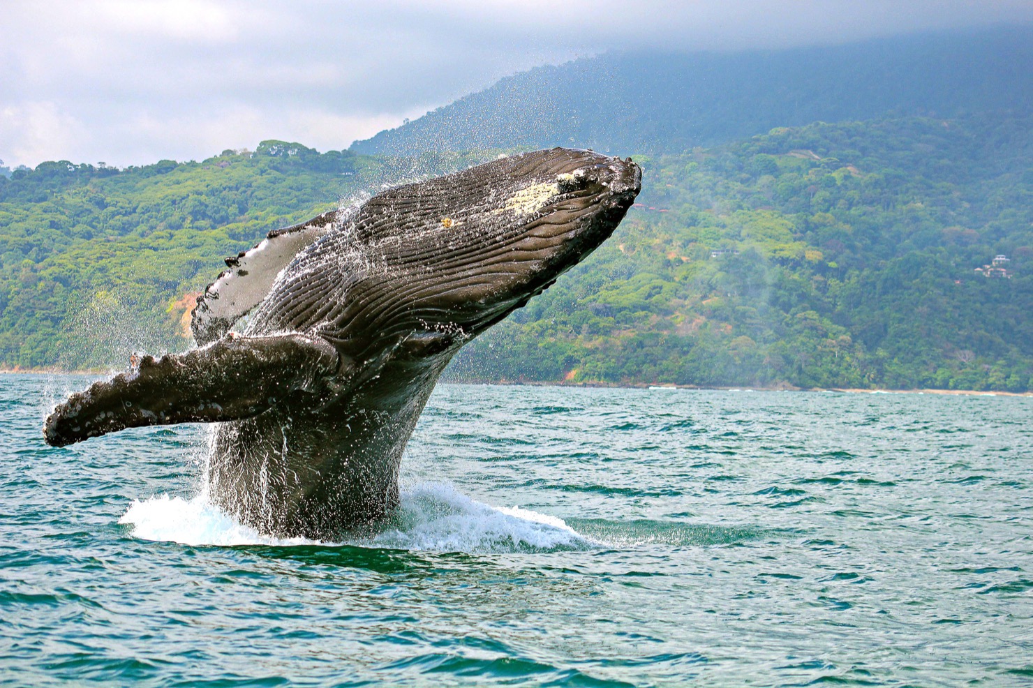 warm and safe waters for the baby whales 2