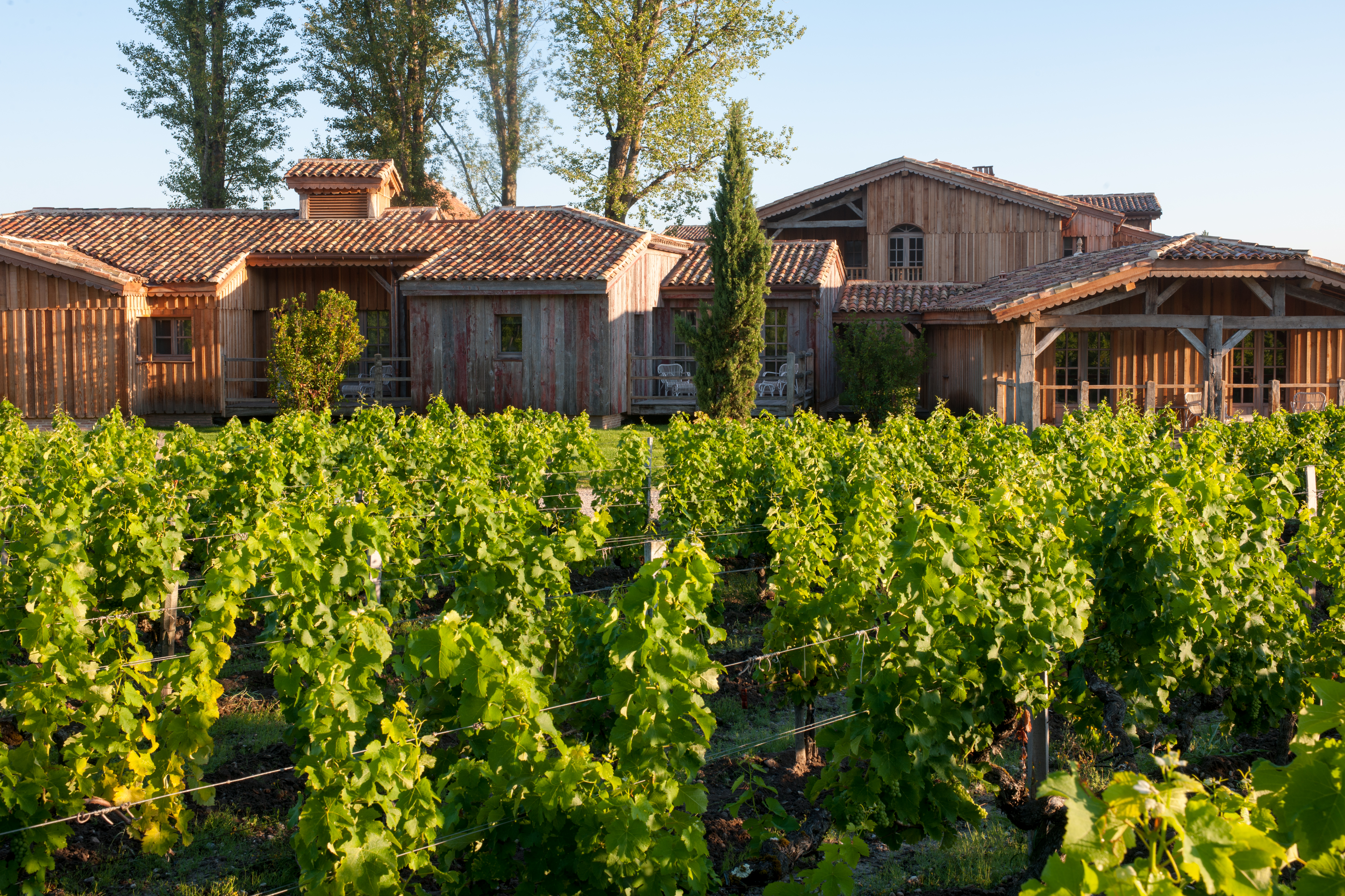 vignes vue terrasses gdelaubier 2014 2