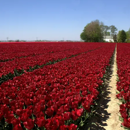 tulpenveld nederland